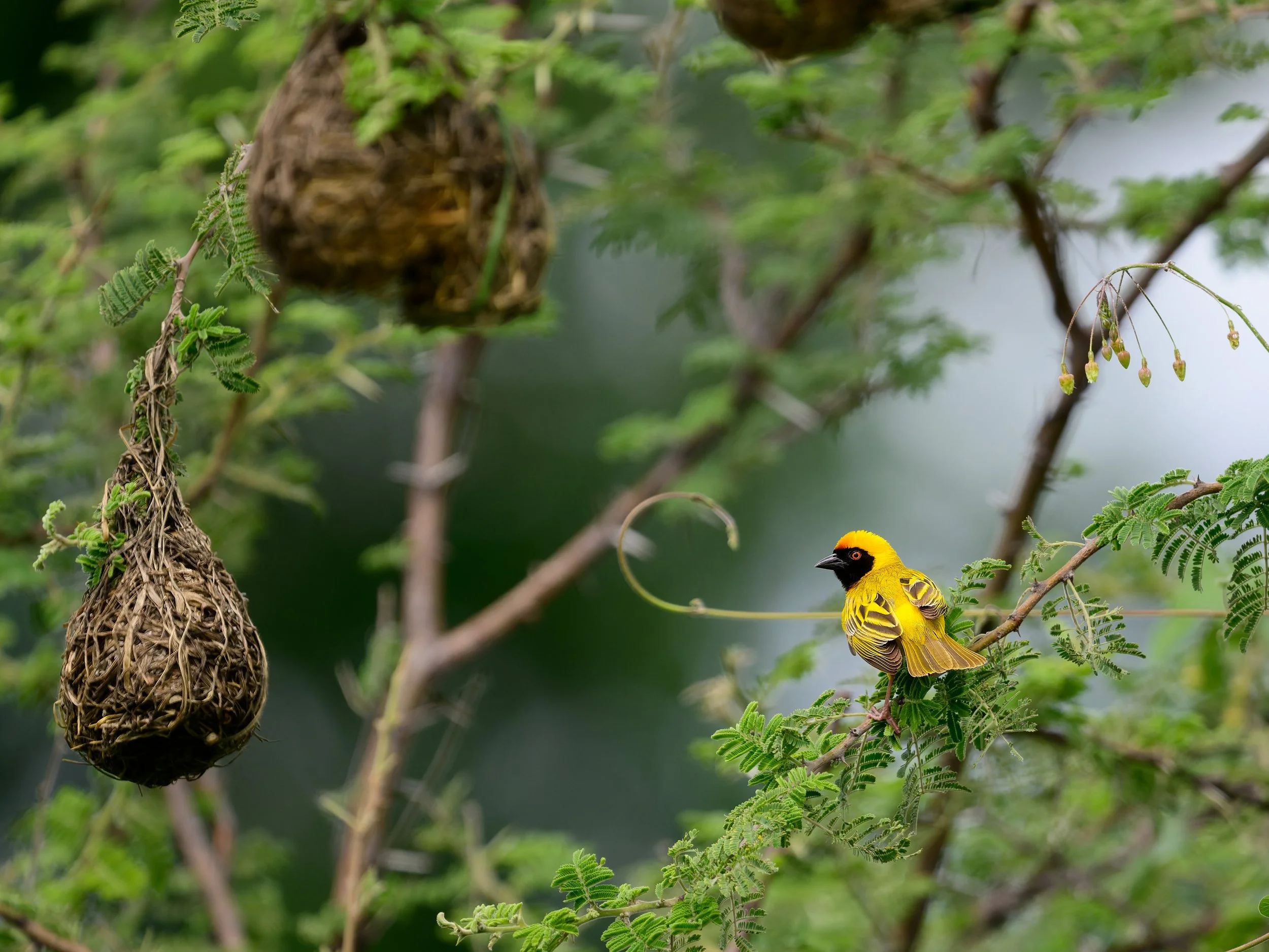 Southern Masked-Weaver