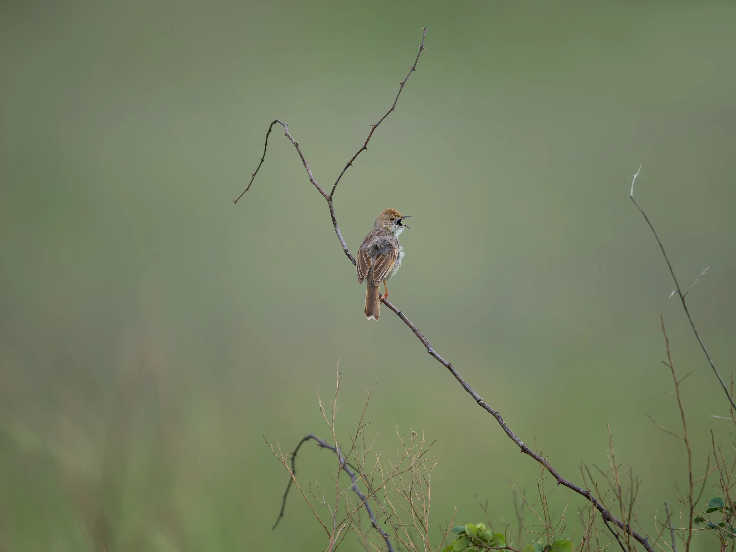 Rattling Cisticola