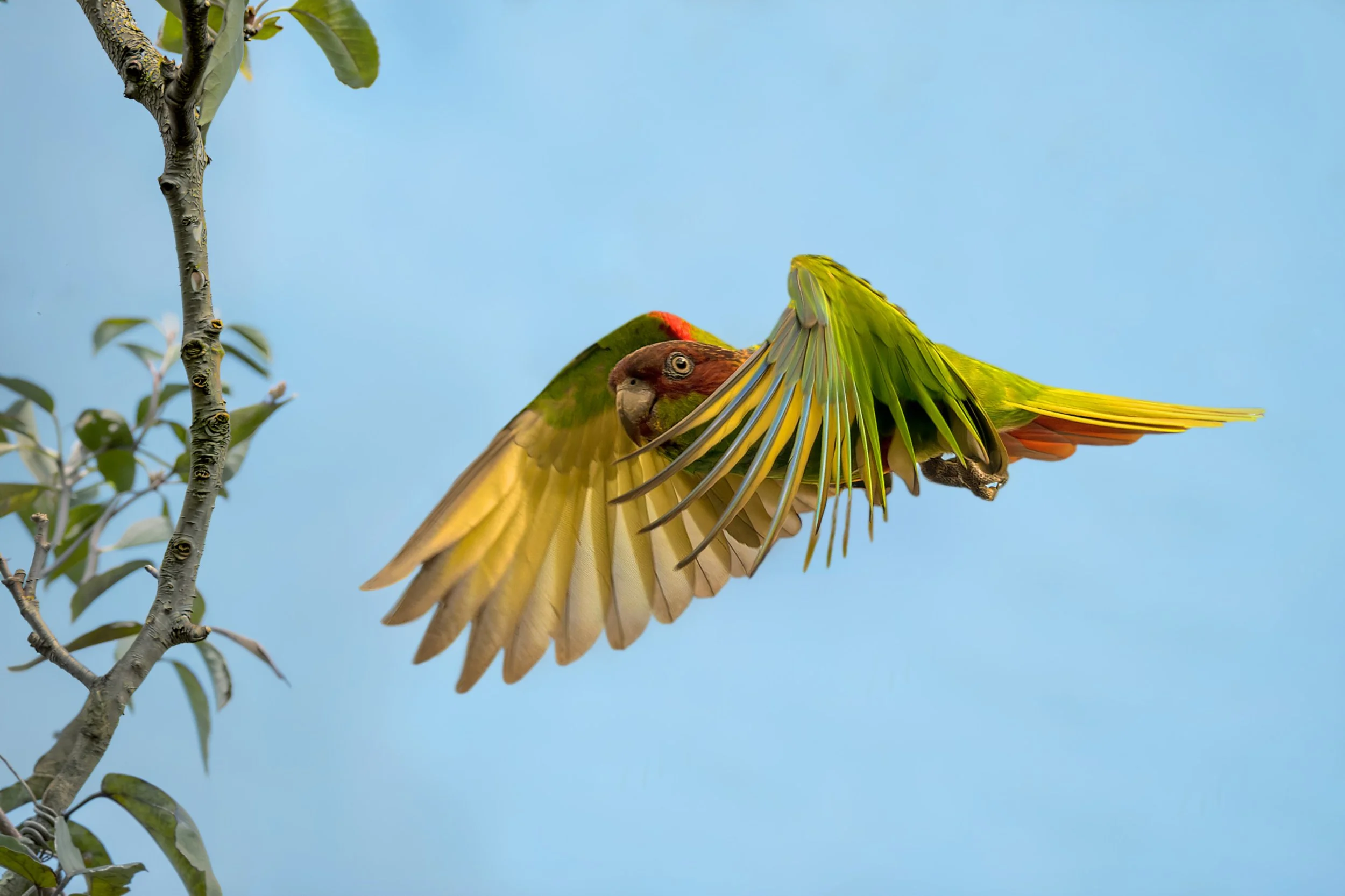 Ochre-marked Parakeet, Vale Natural Reserve, near Linhares, ES, Brazil