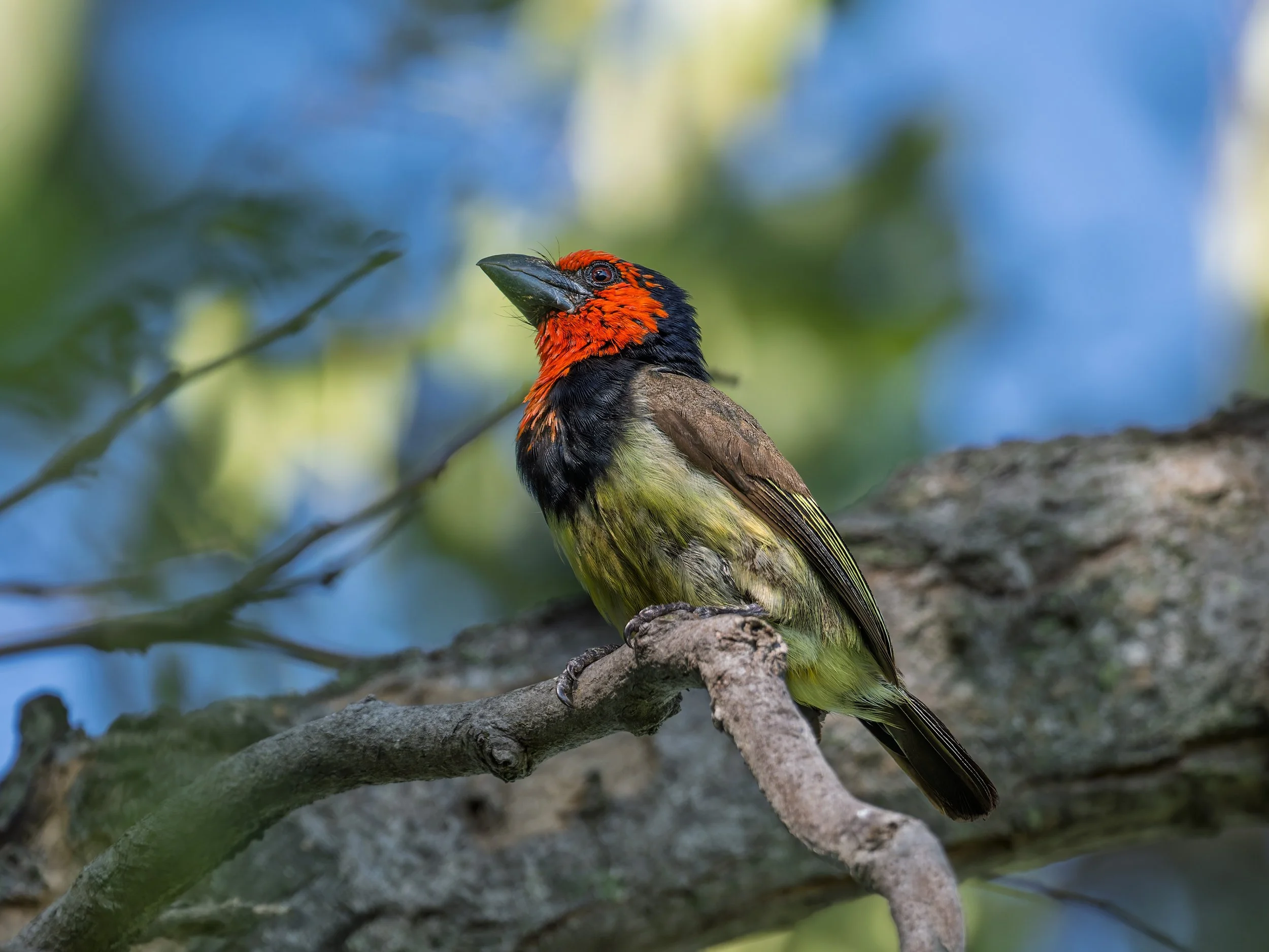 Black-collared Barbet