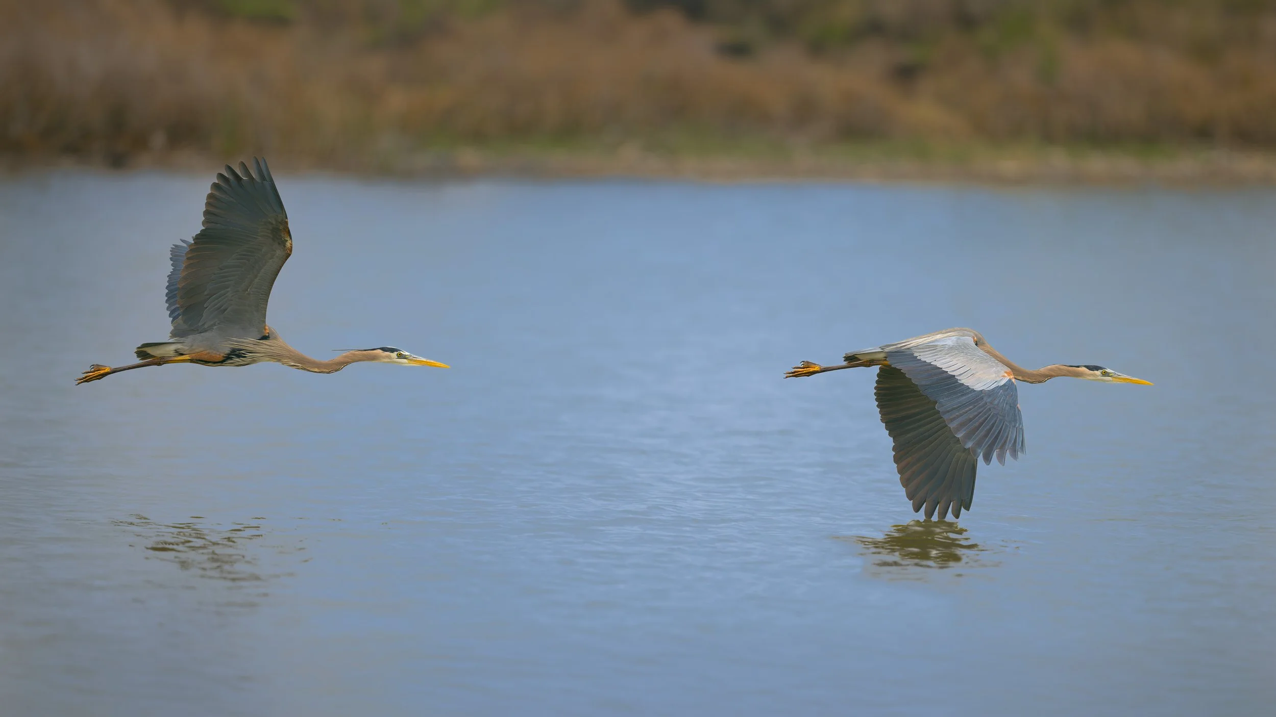 Great Blue Herons, St. Vrain State Park