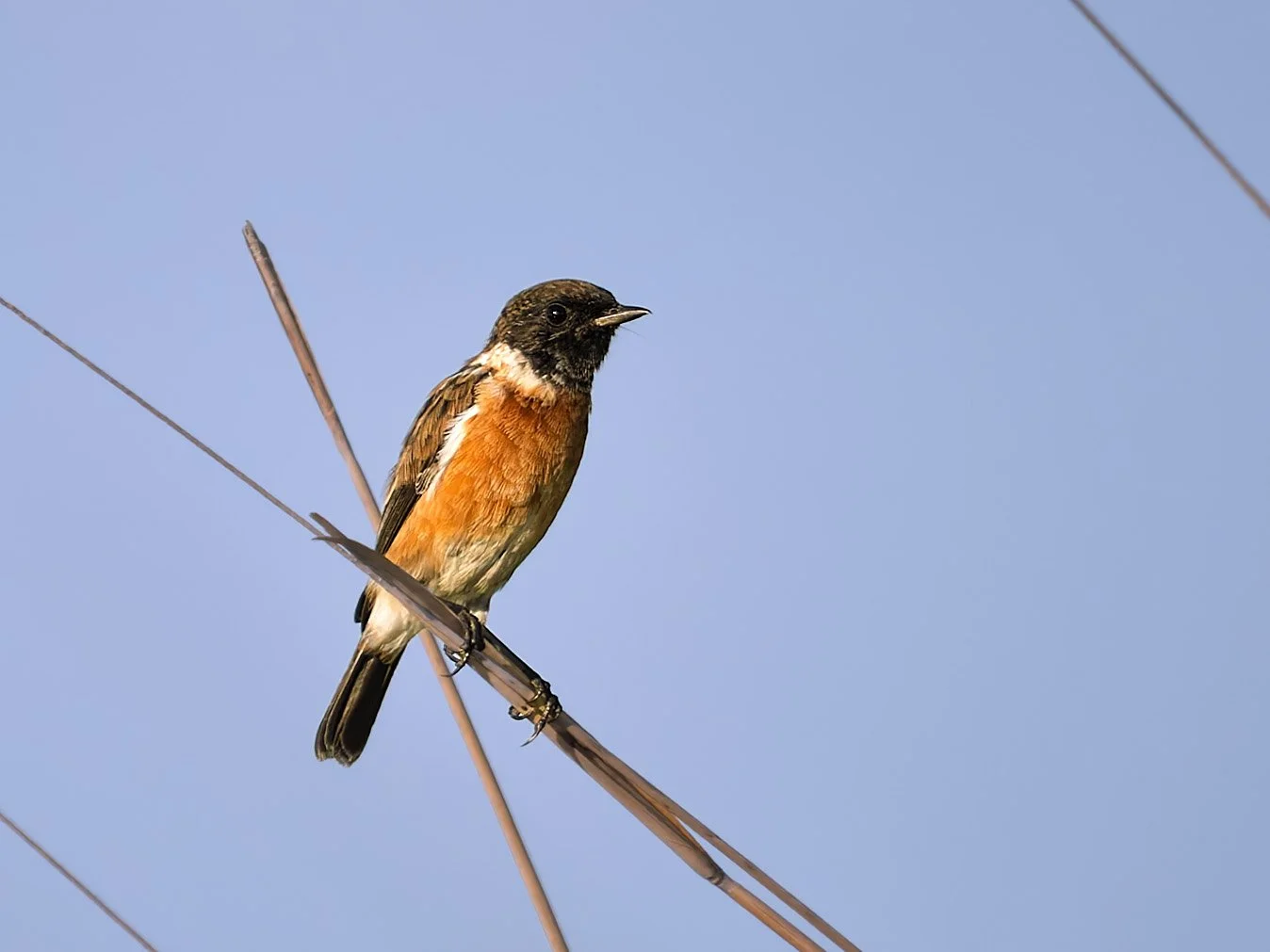 African Stonechat