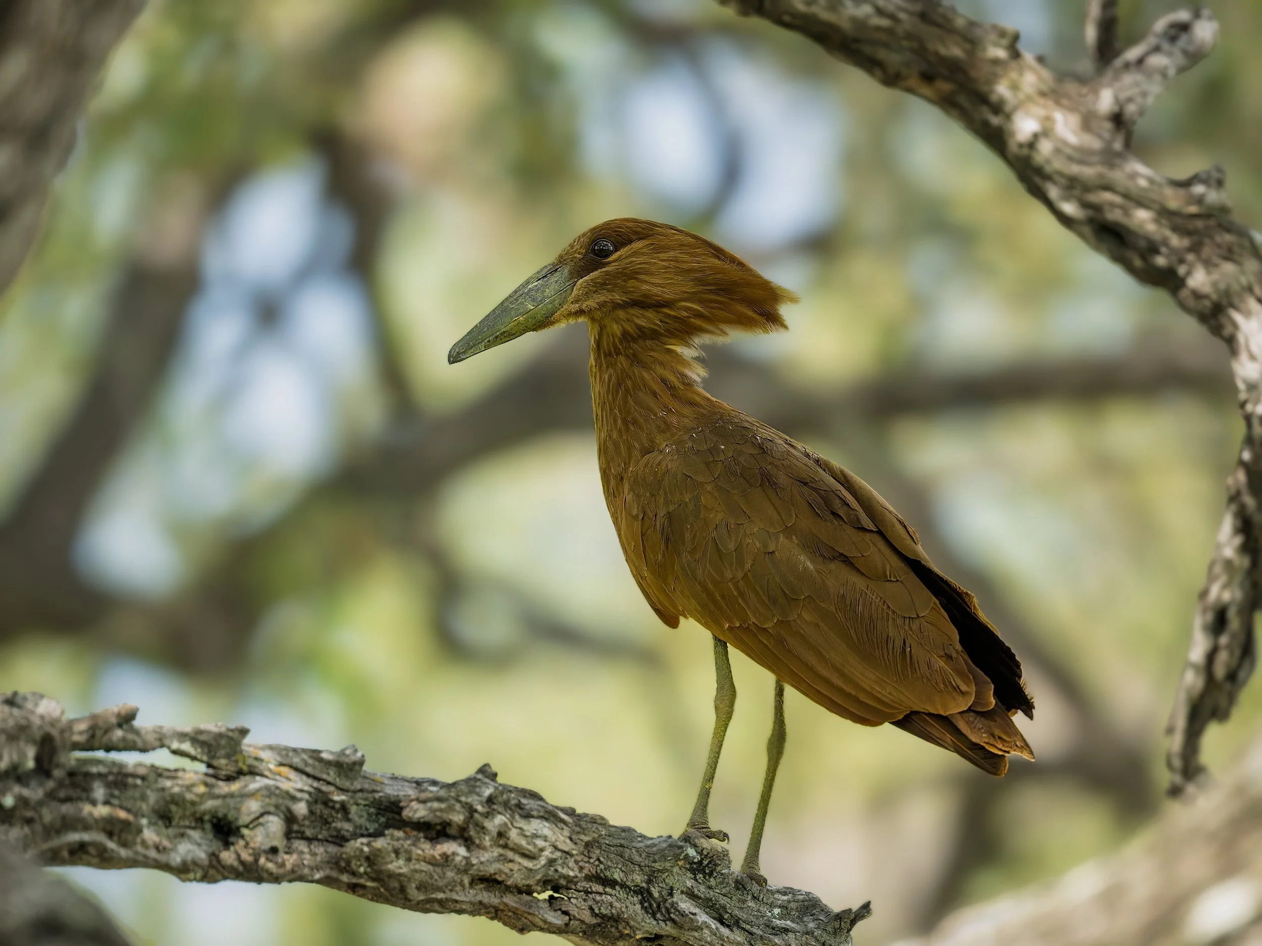 Hamerkop