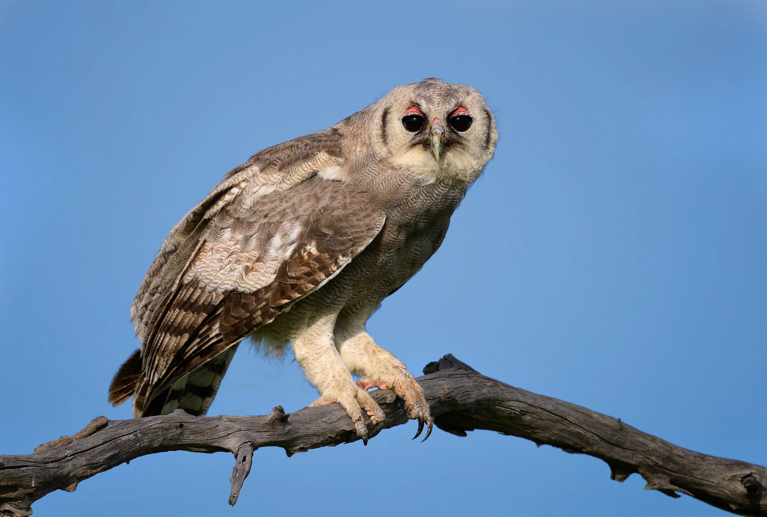 Verreaux's Eagle-Owl, juvenile