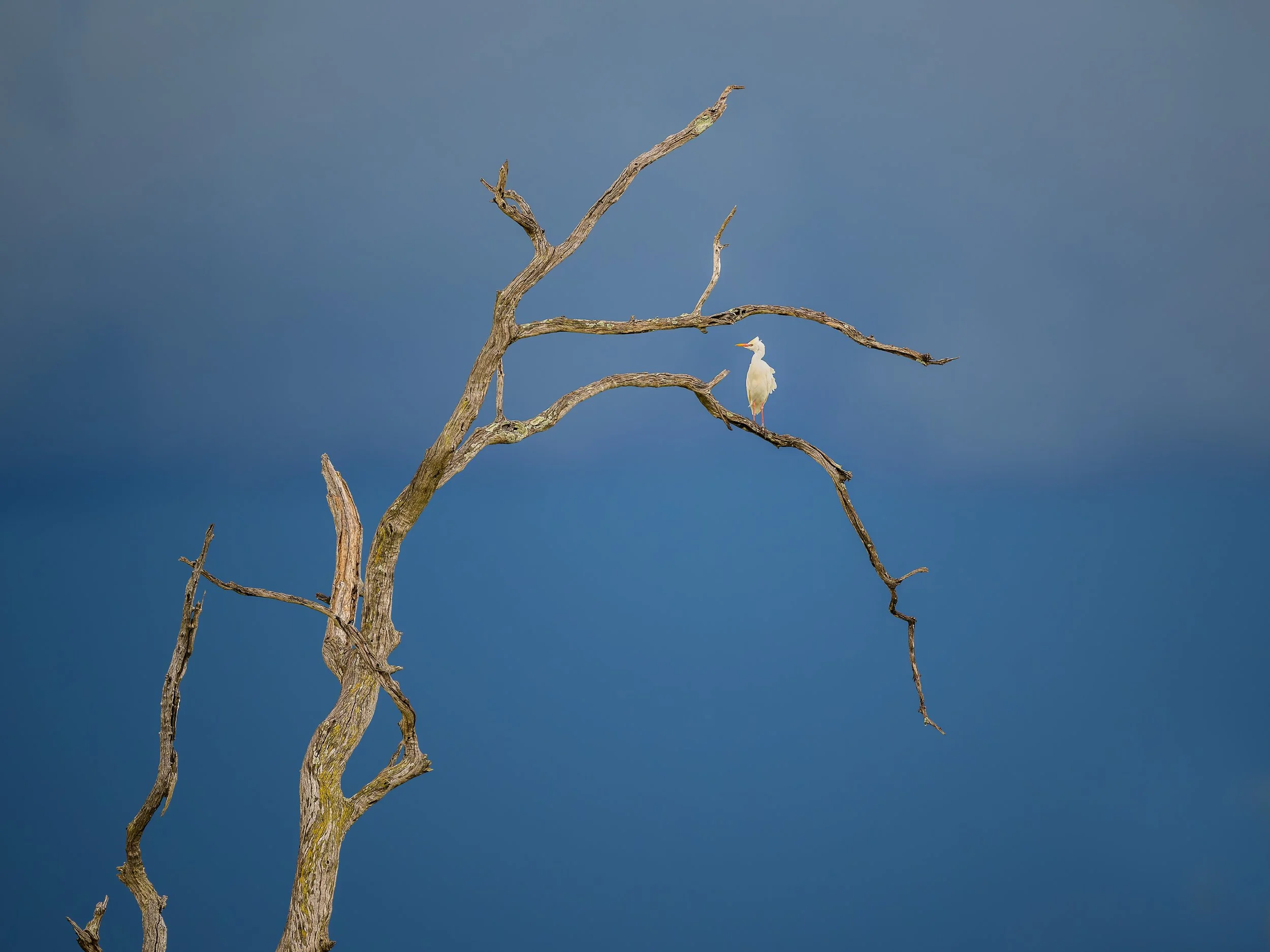 Cattle Egret, in tree