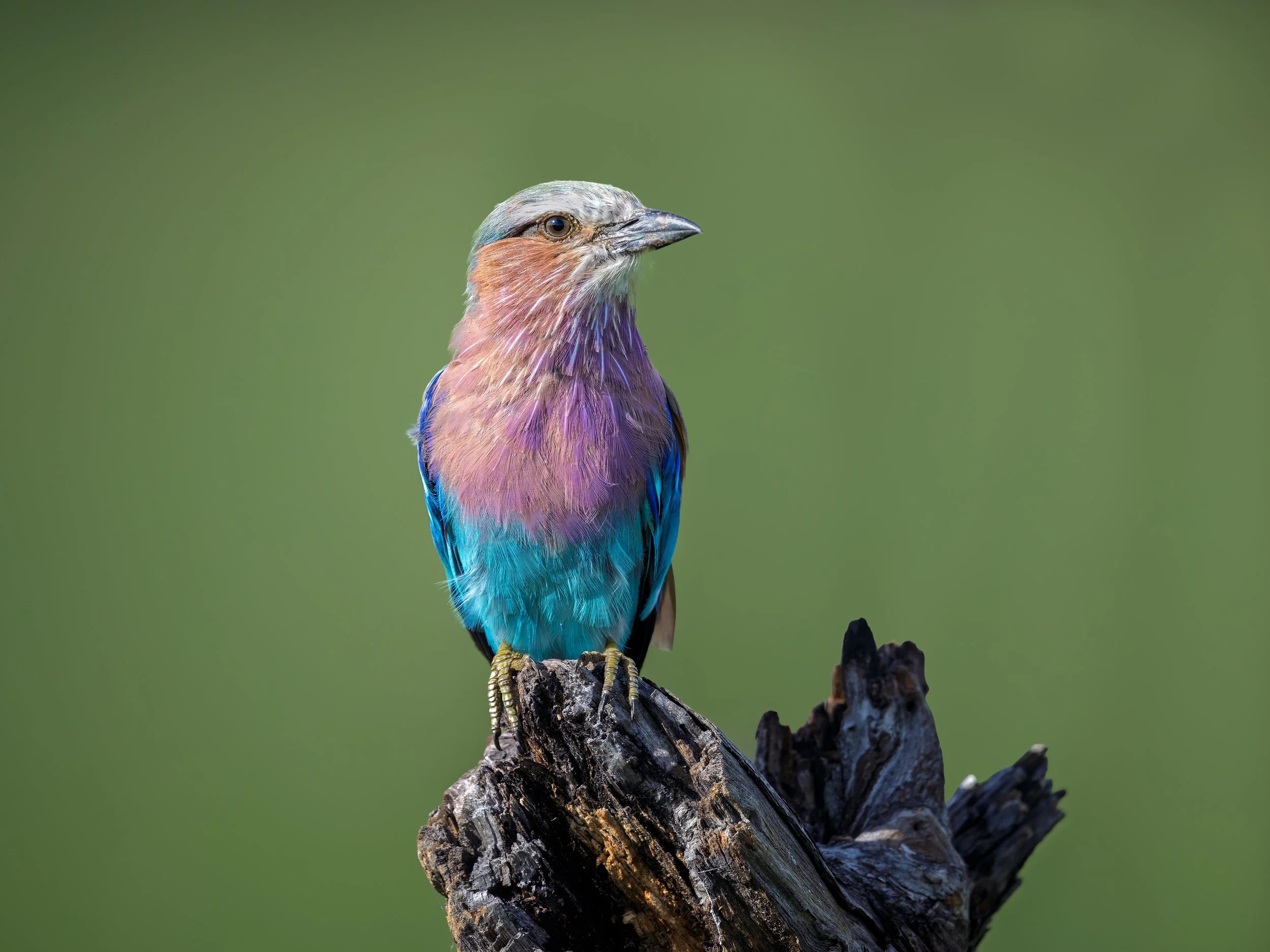 Lilac-breasted Roller