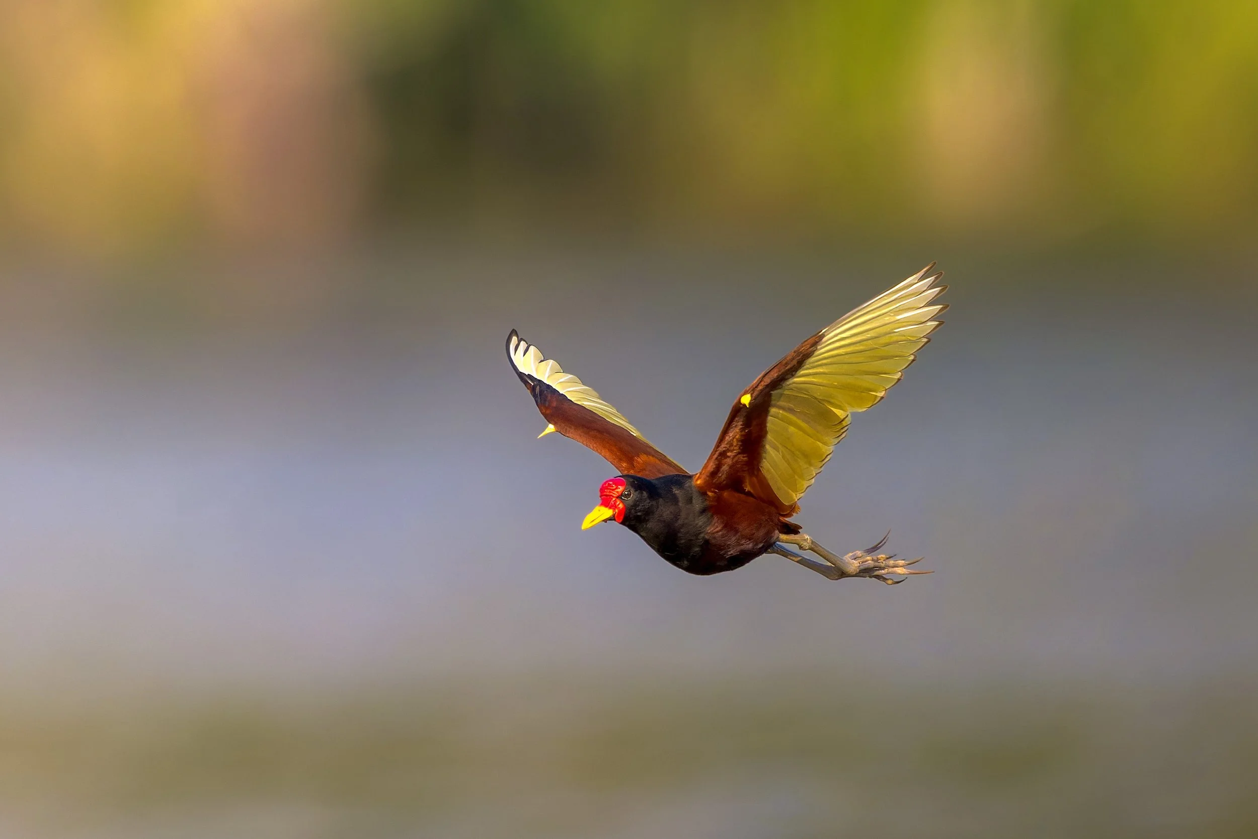 Wattled Jacana, in flight, near the Vale Natural Reserve, Linhares, ES, Brazil
