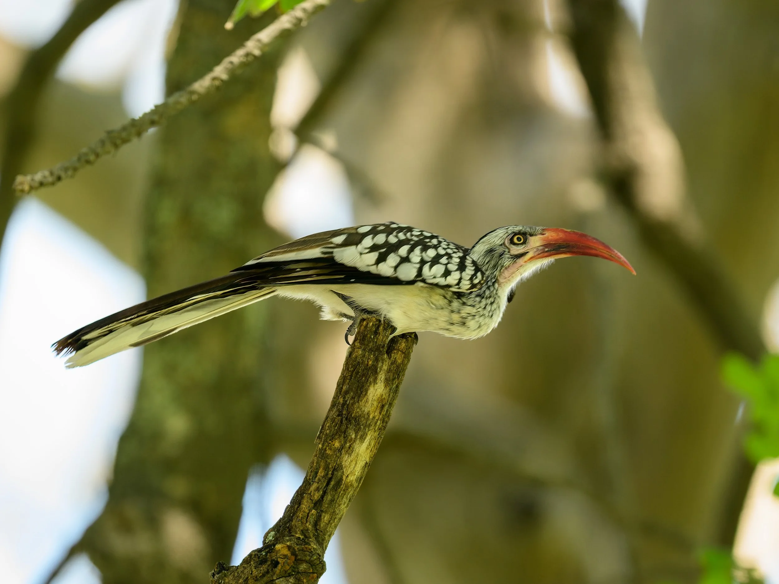 Southern Red-billed Hornbill