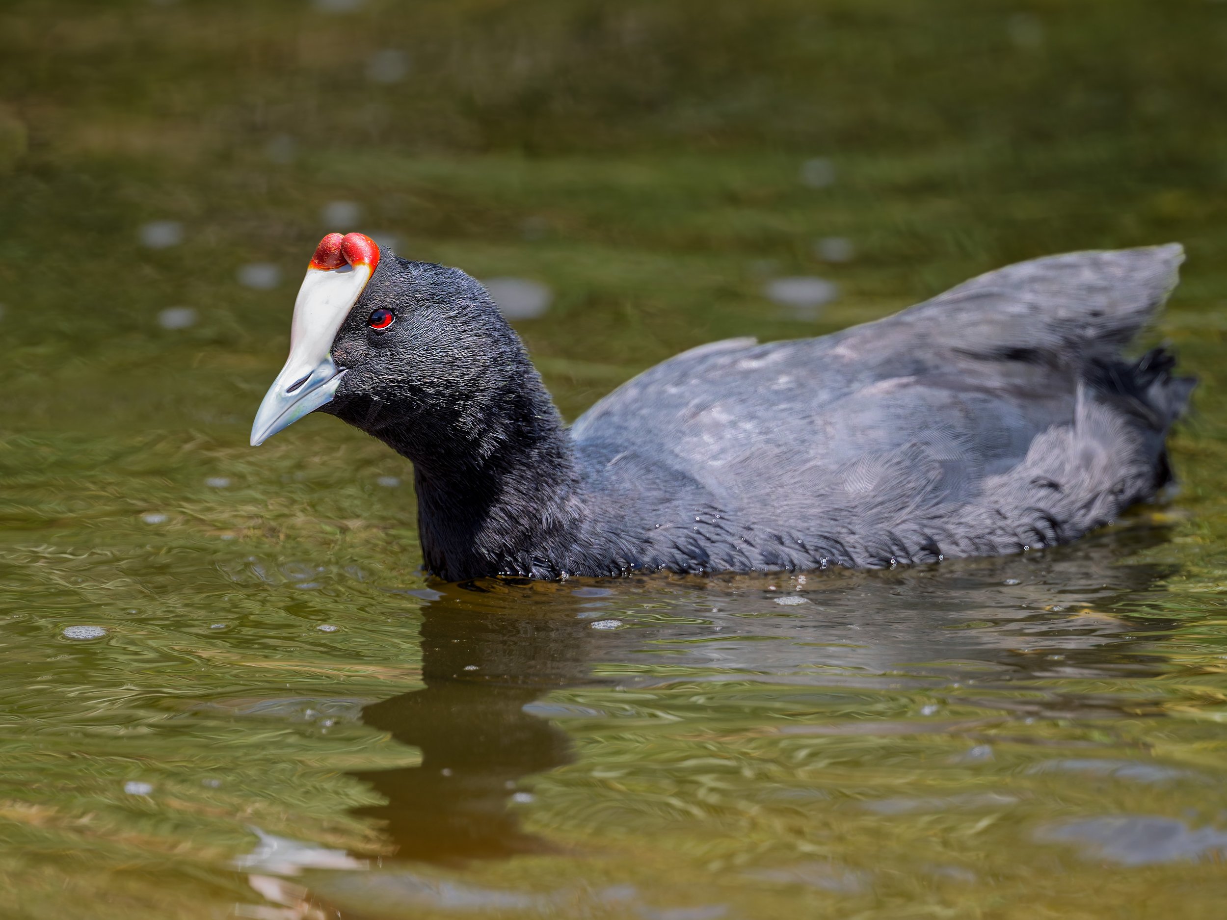 Red-knobbed Coot