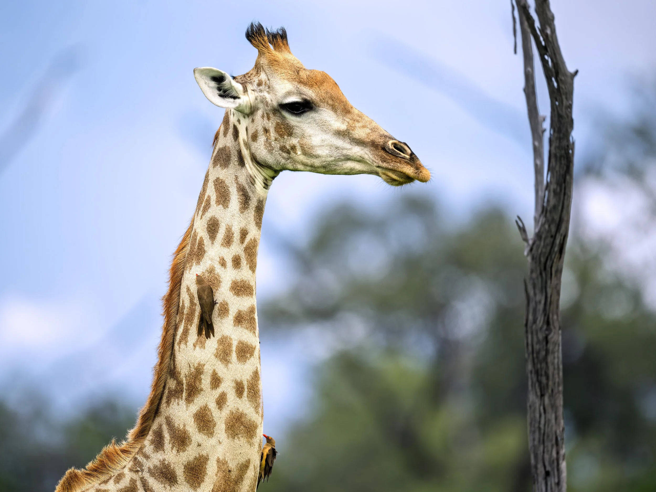 Red-billed Oxpecker, on giraffe's neck
