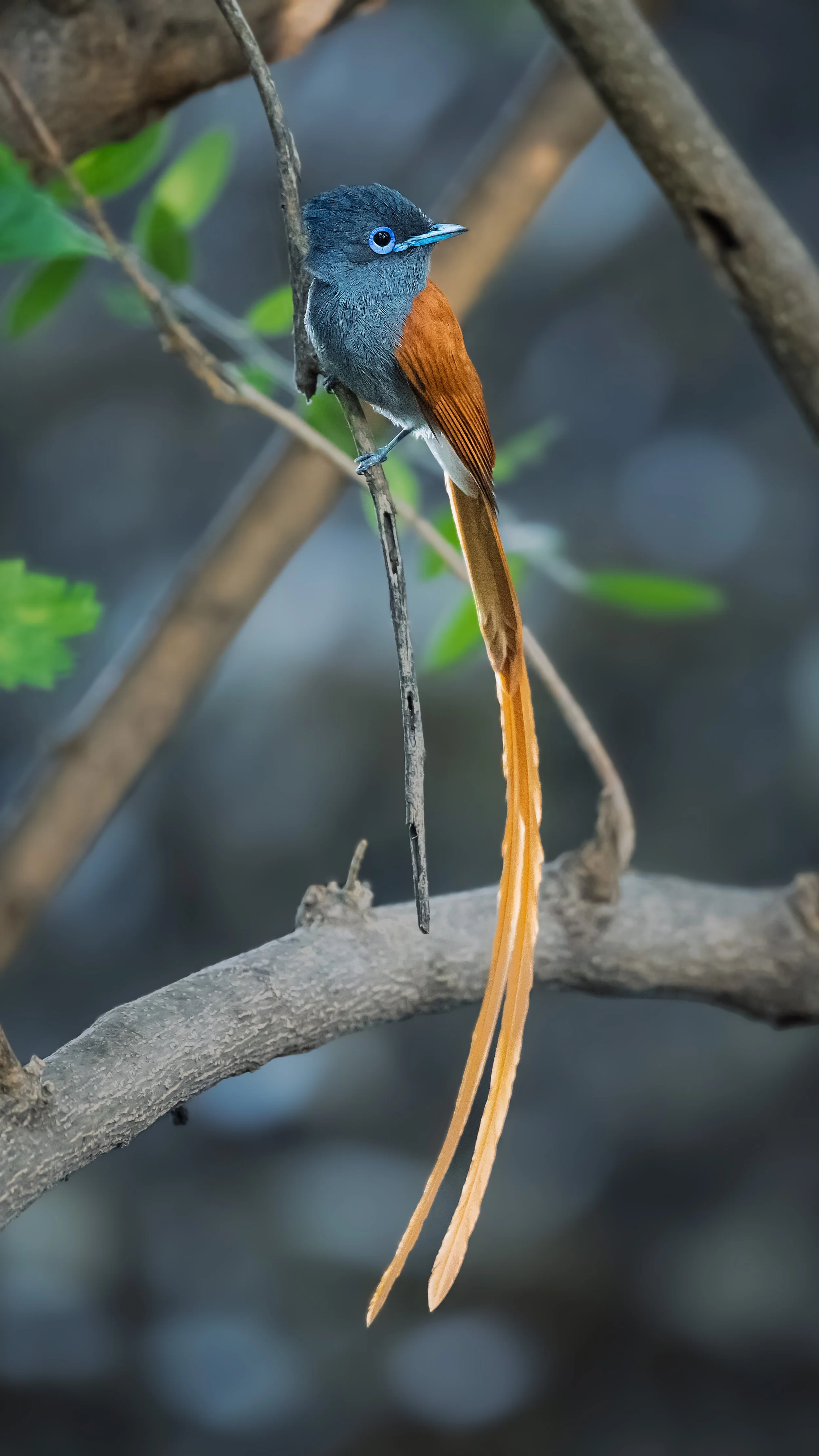 African Flycatcher, male (father)