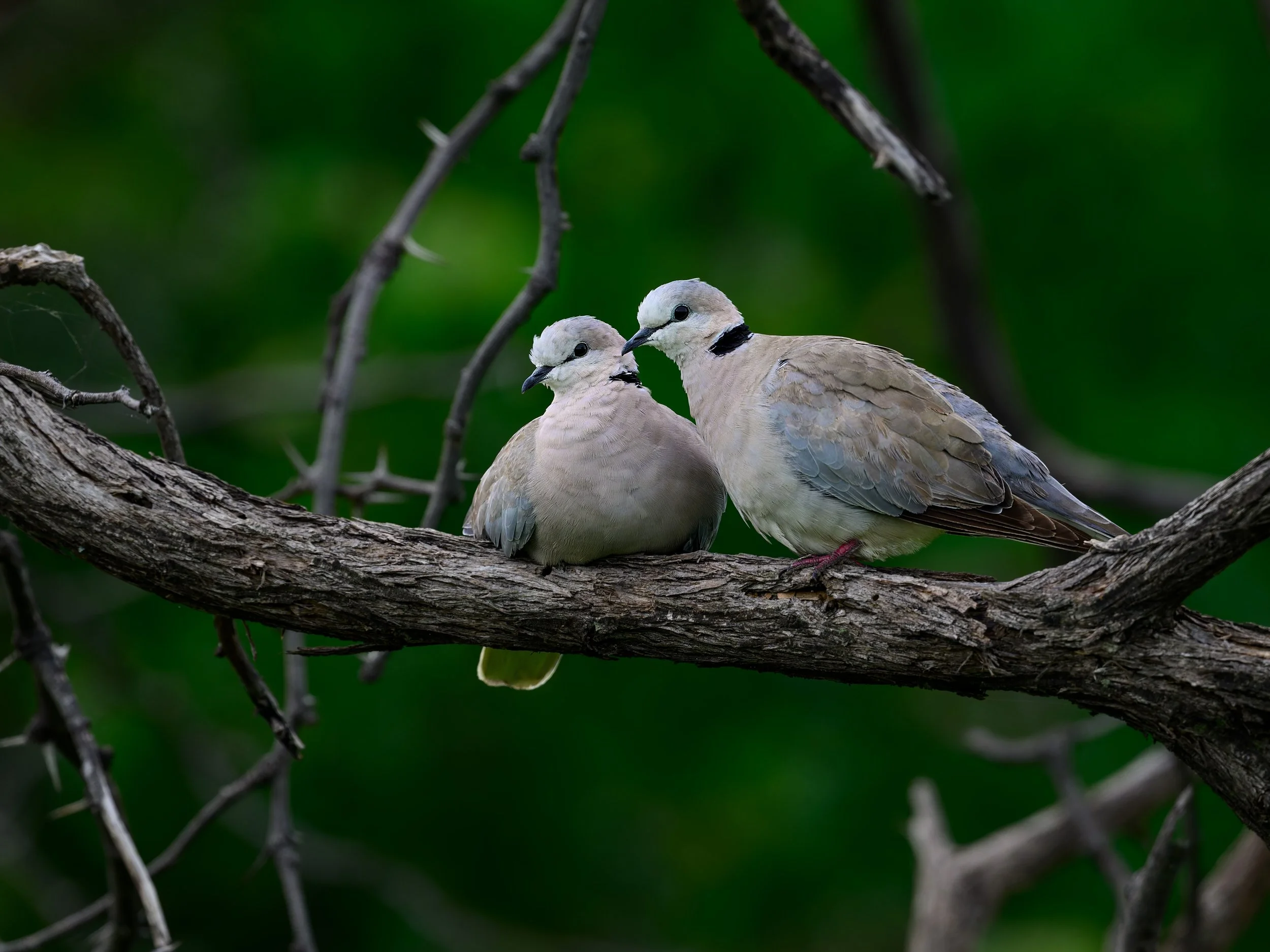 Ring-necked Doves