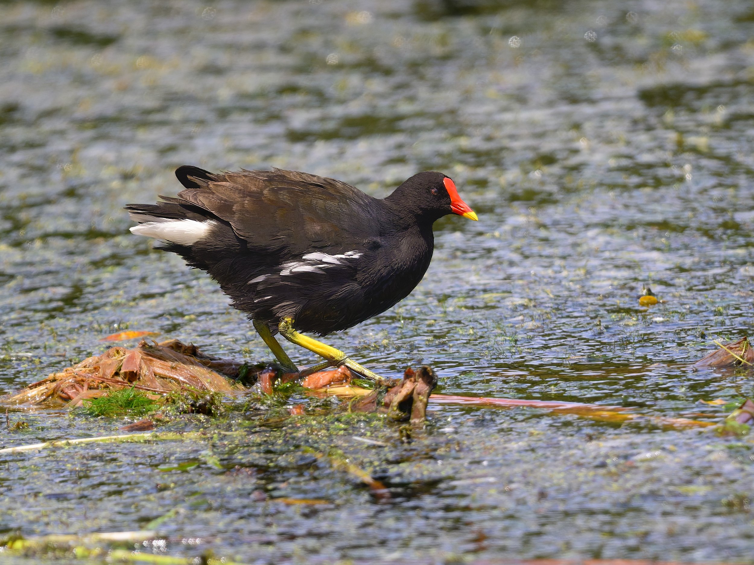 Eurasian Moorhen