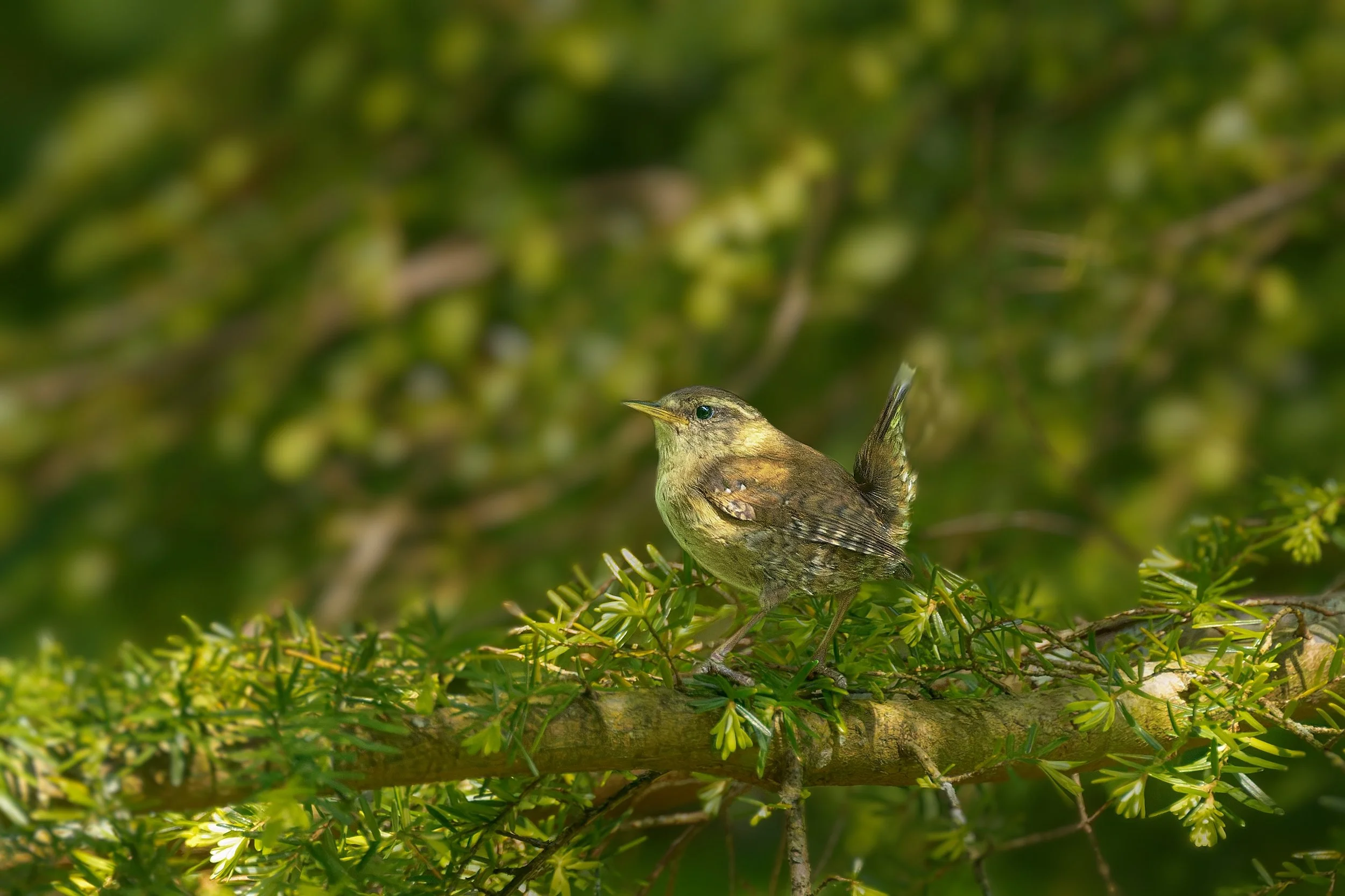 Derwentwater, Eurasian Wren