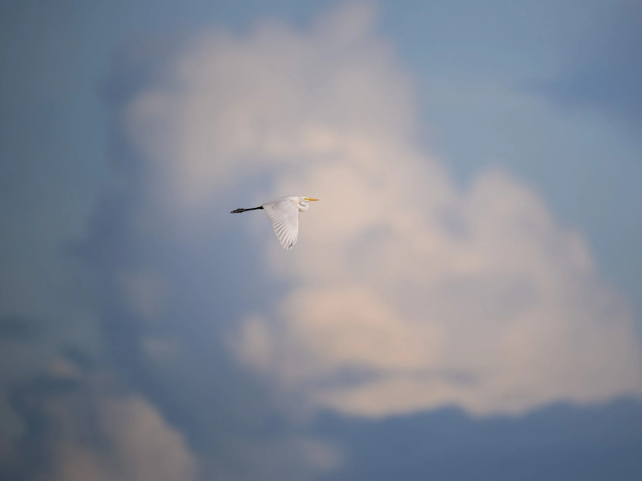 Intermediate Egret
