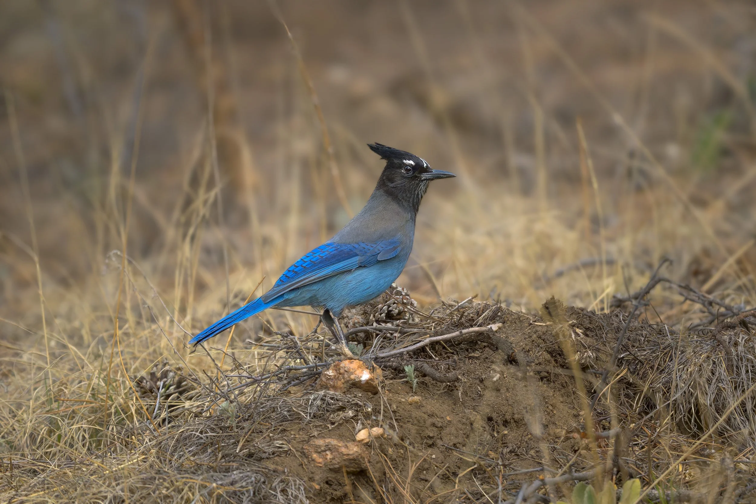 Steller's Jay, Elk Mountain Park, Evergreen, CO