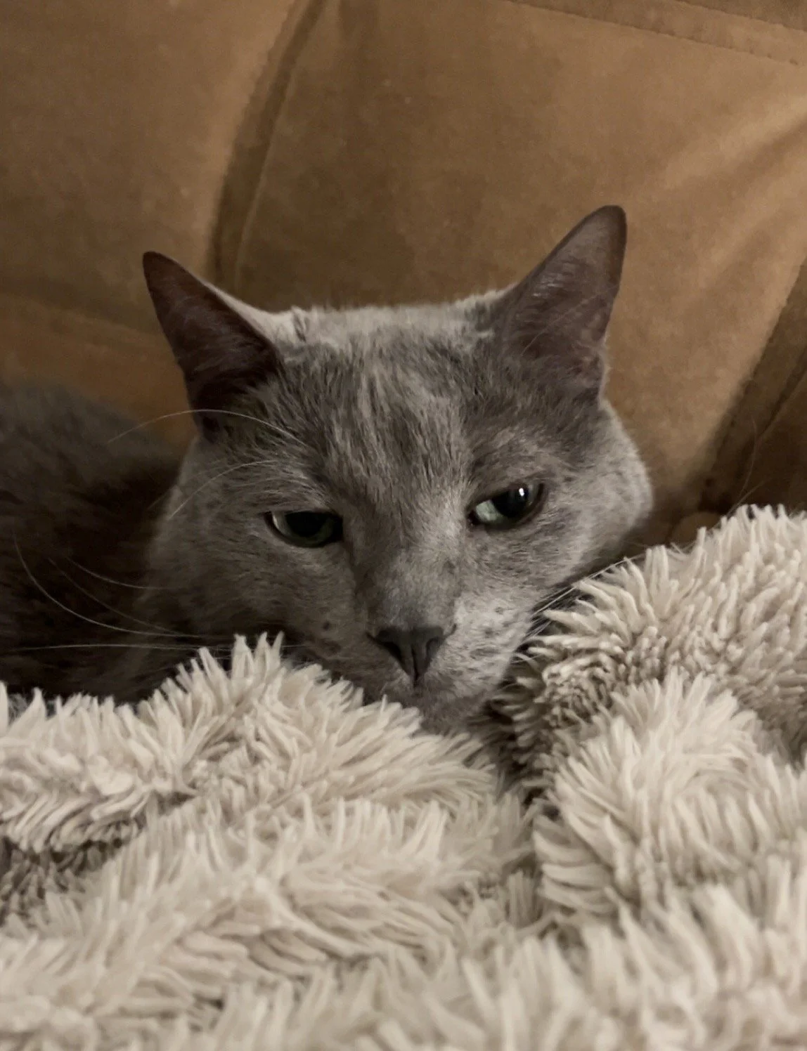 russian blue cat on cozy blanket