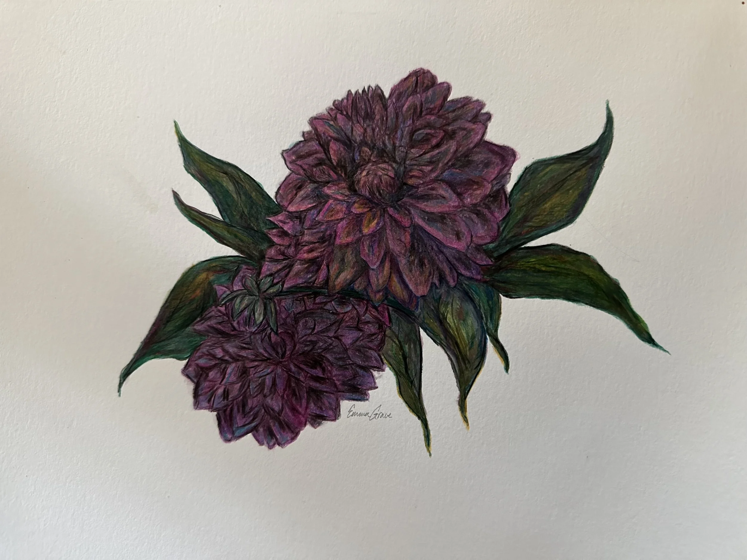 farm flowers, colored pencil, watercolor SOLD