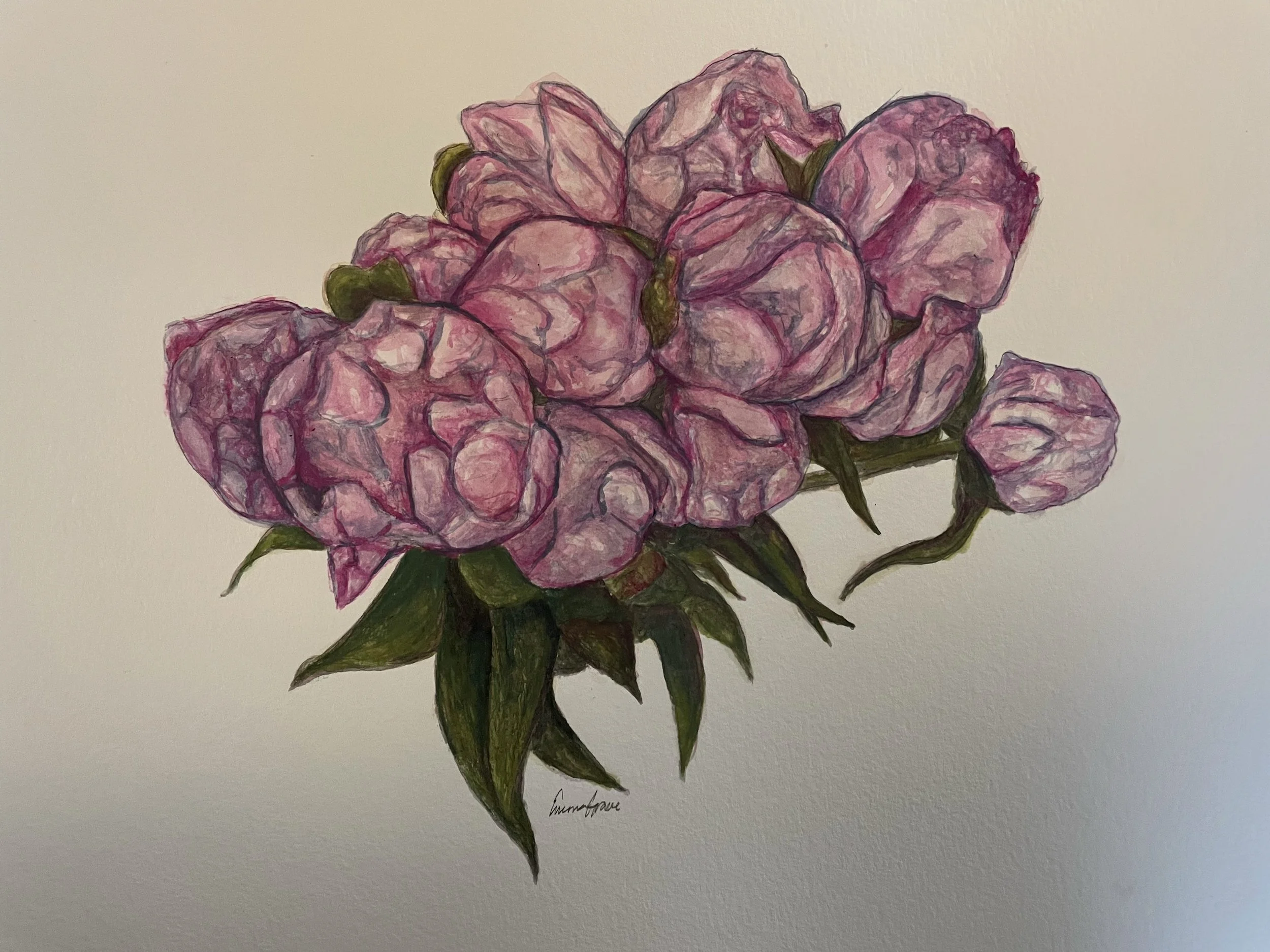 farm flowers, colored pencil, watercolor SOLD