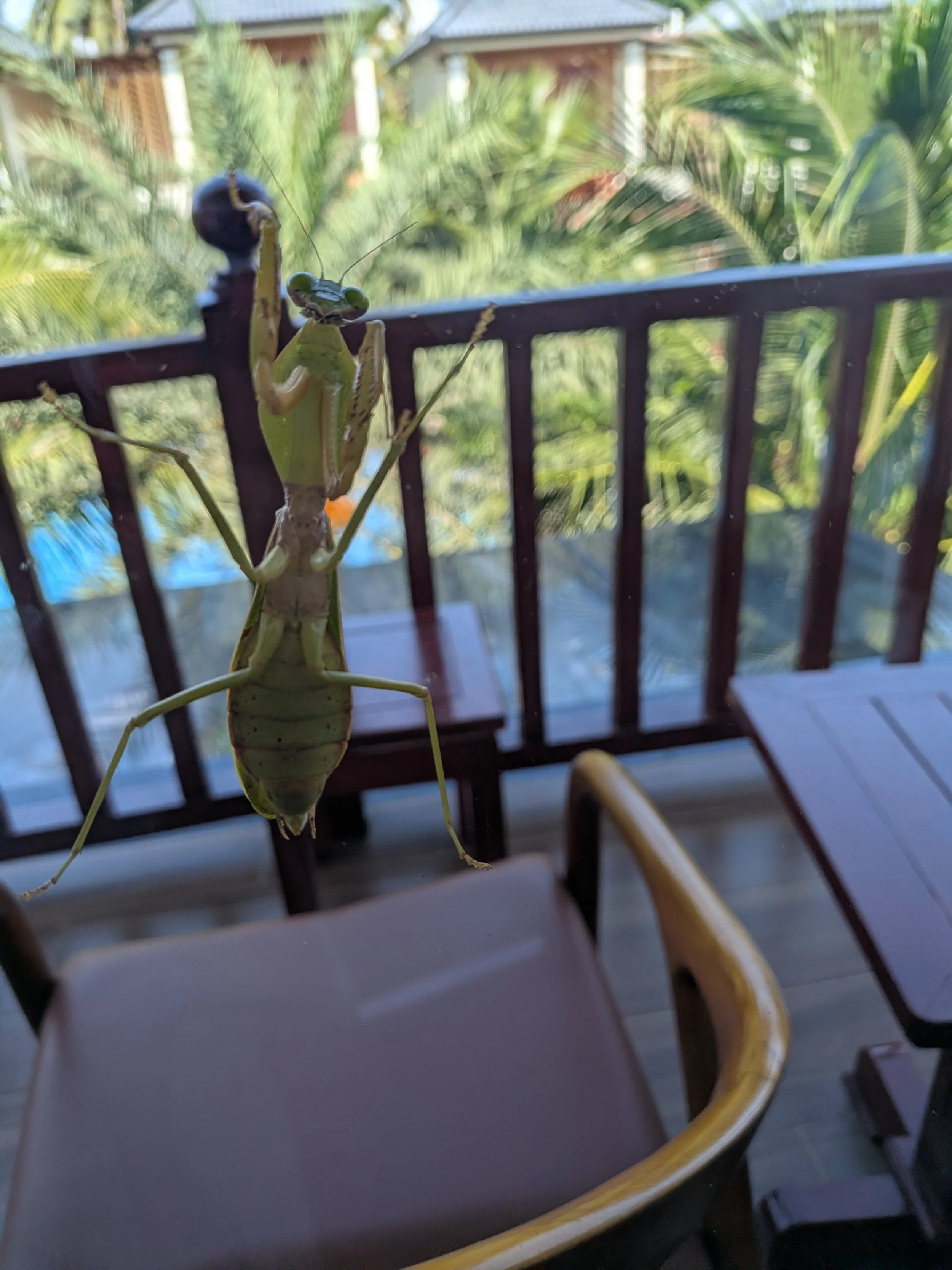 preying mantis.jpg