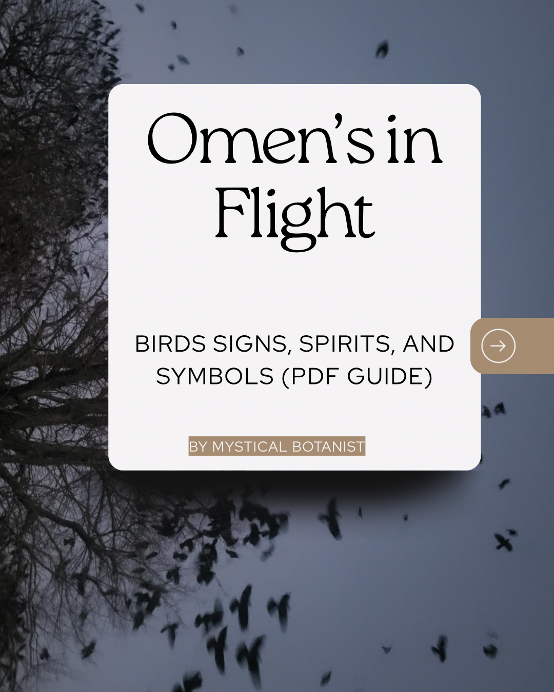 Omen in Flight E-Book: Birds Signs, Spirits, and Symbols (PDF Guide)