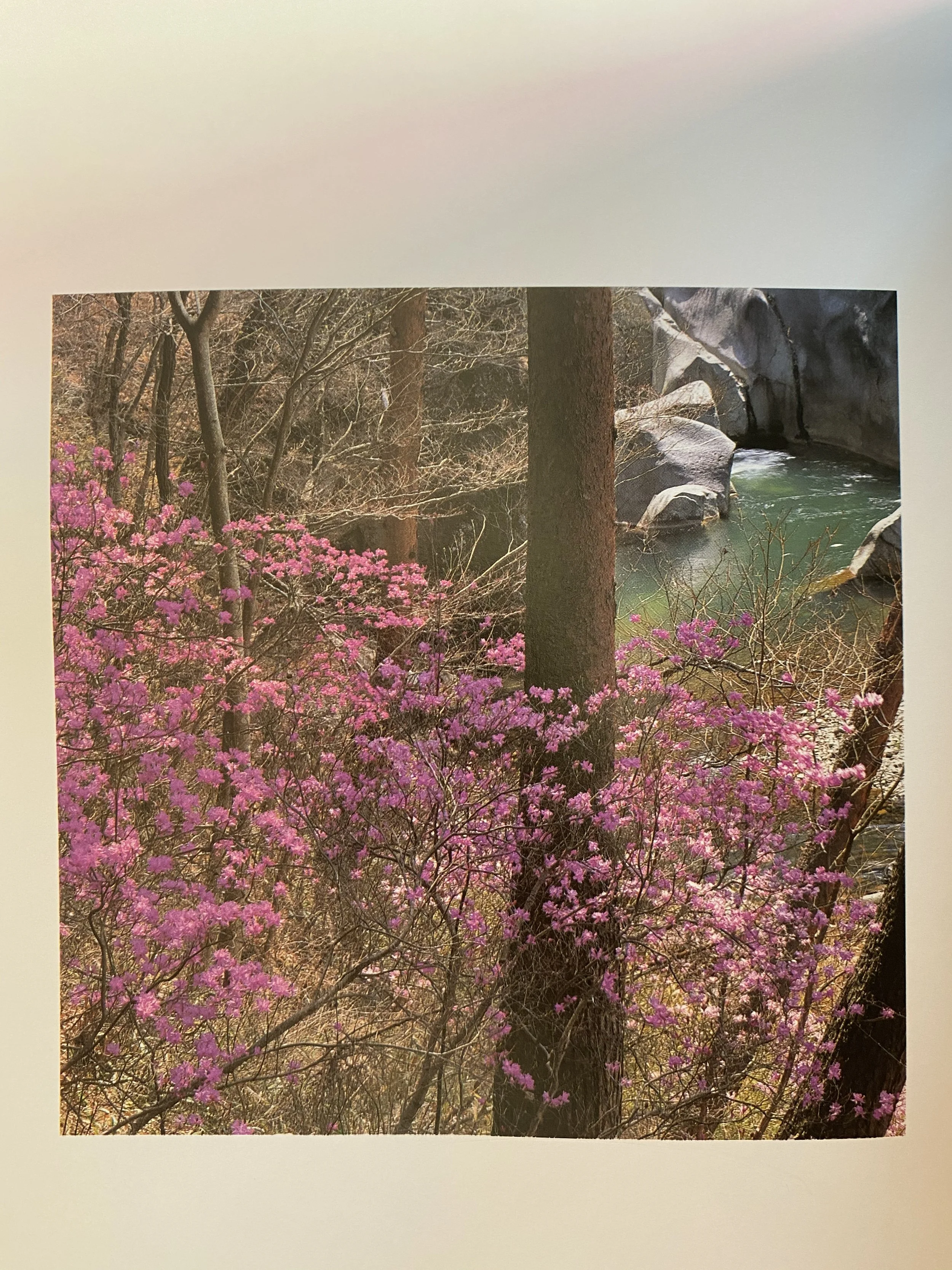 Spring Cleanse Yoga Retreat ~ 21-25 September