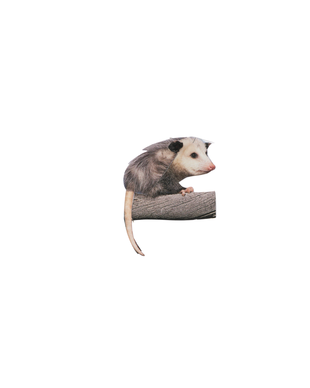 2344.png