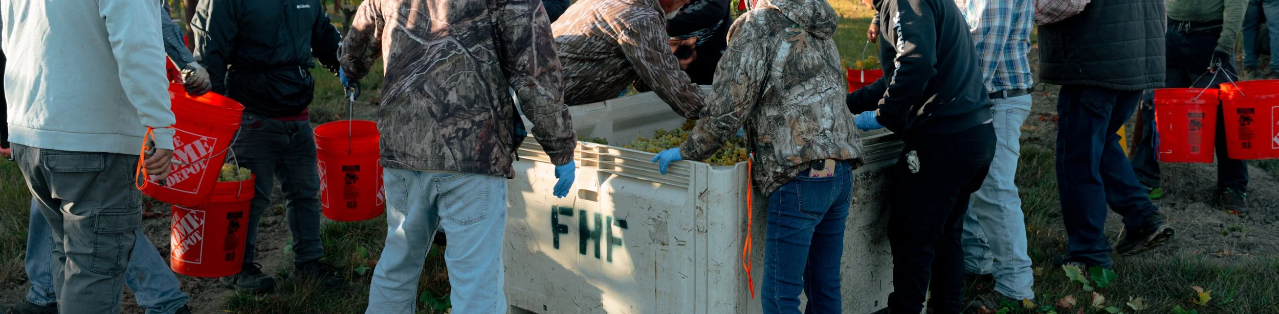 Wine harvesters dumping buckets of wine grapes, taken by Danielle Comer for Newveau Festival in Newberg, Oregon.