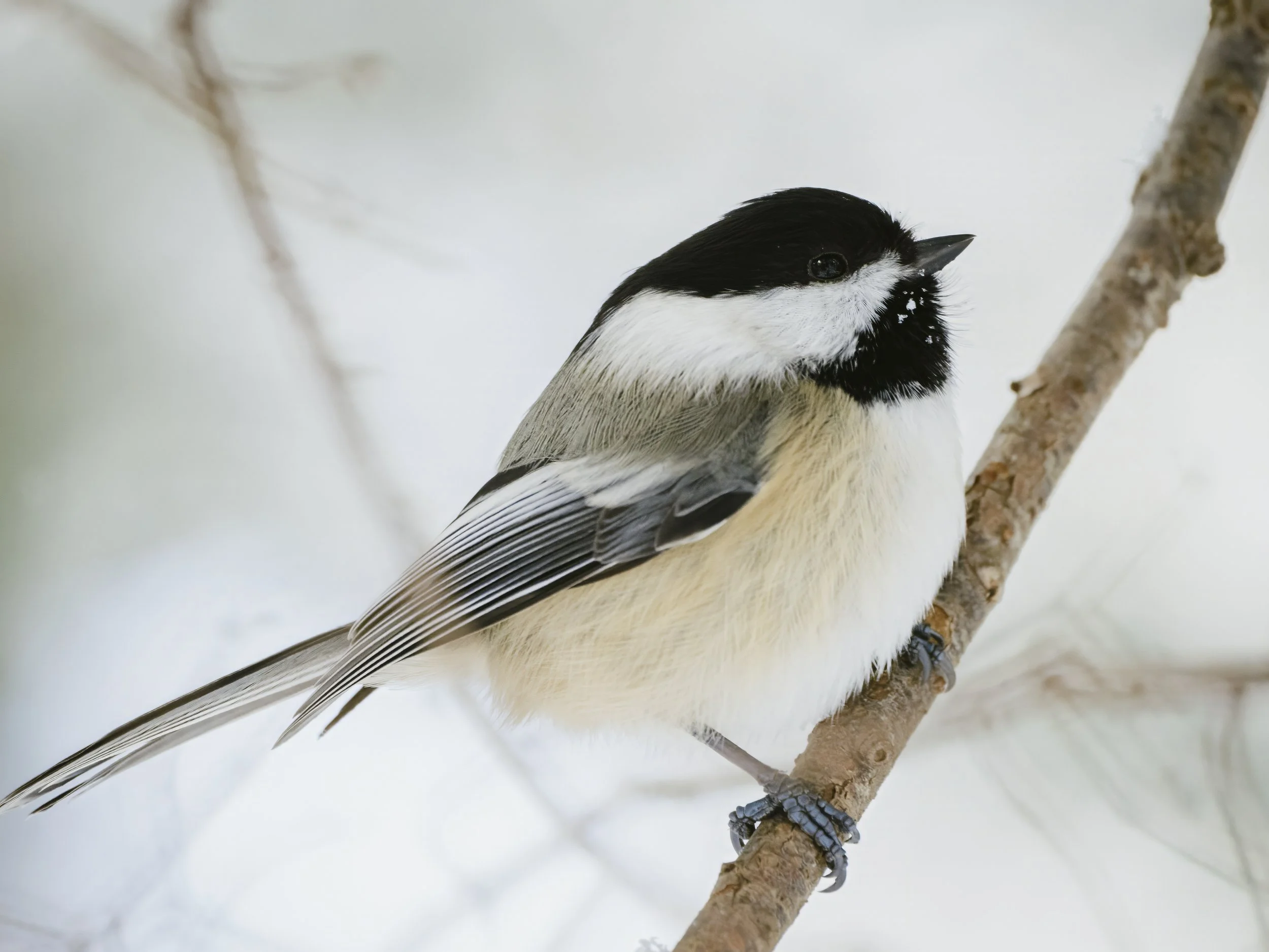 Wisconsin_Safari Expeditions_Birds_112725_OM1MII_SUmana_63_TZ.jpeg