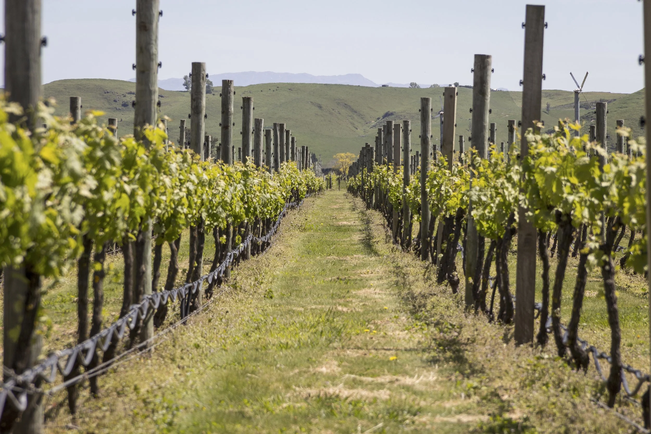 DP2014_New Zealand_Napier_Hawkes Bay_05.jpeg