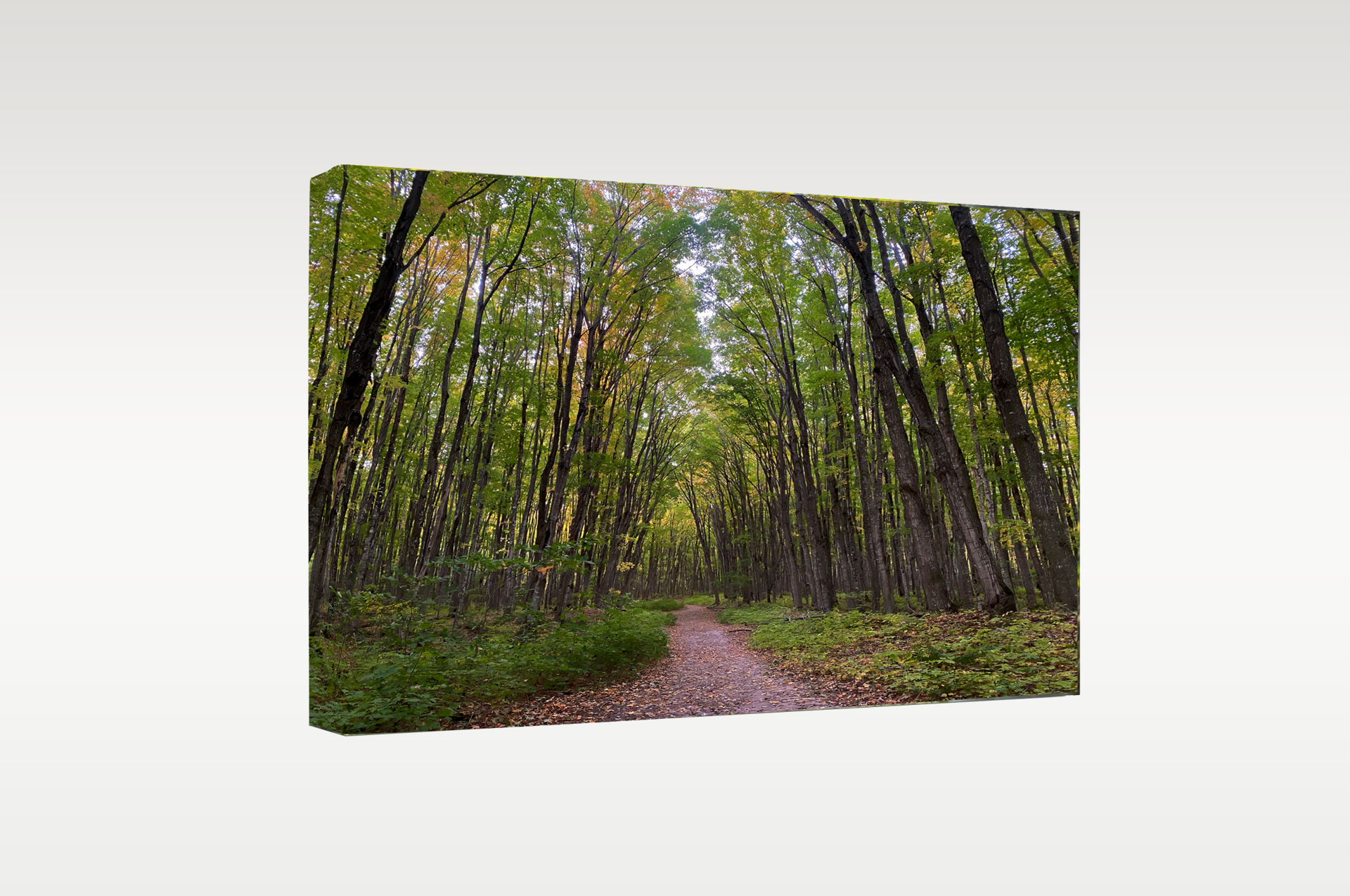 canvas print white bkgd_PS.png