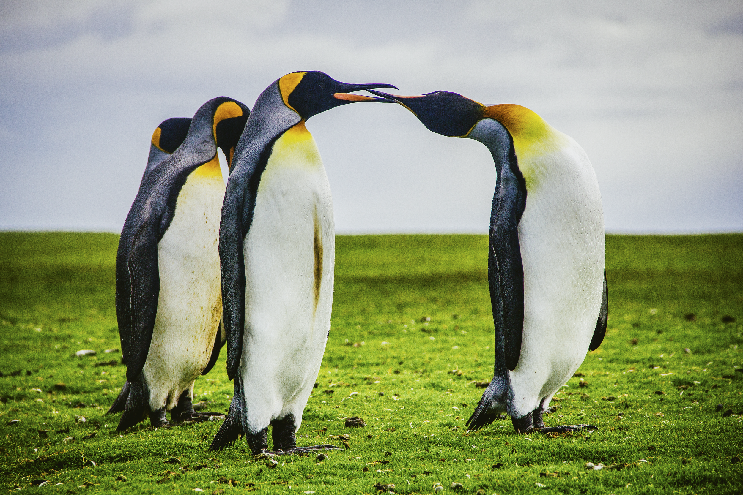 Stanley_Volunteer Point_-125_LR copy.png