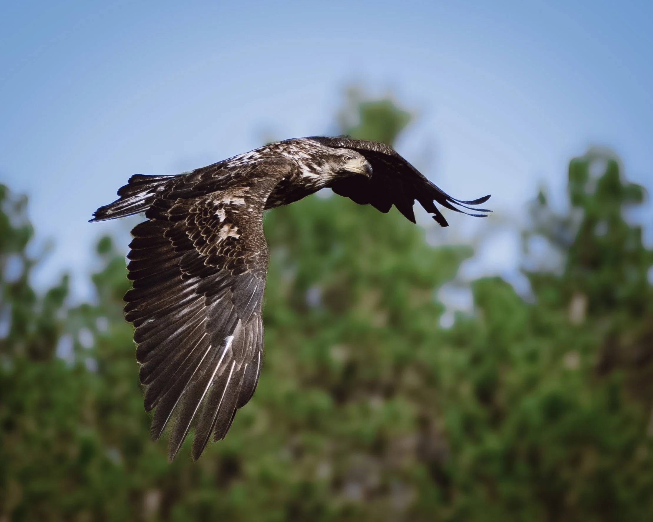 Wisconsin_Murray's Landing_042625_OM1M2_SUmana_42.jpeg