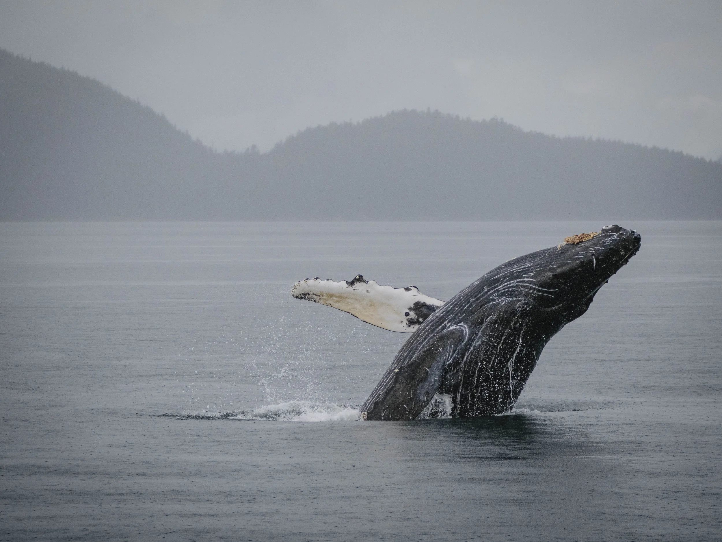 Humpback Breach.jpg