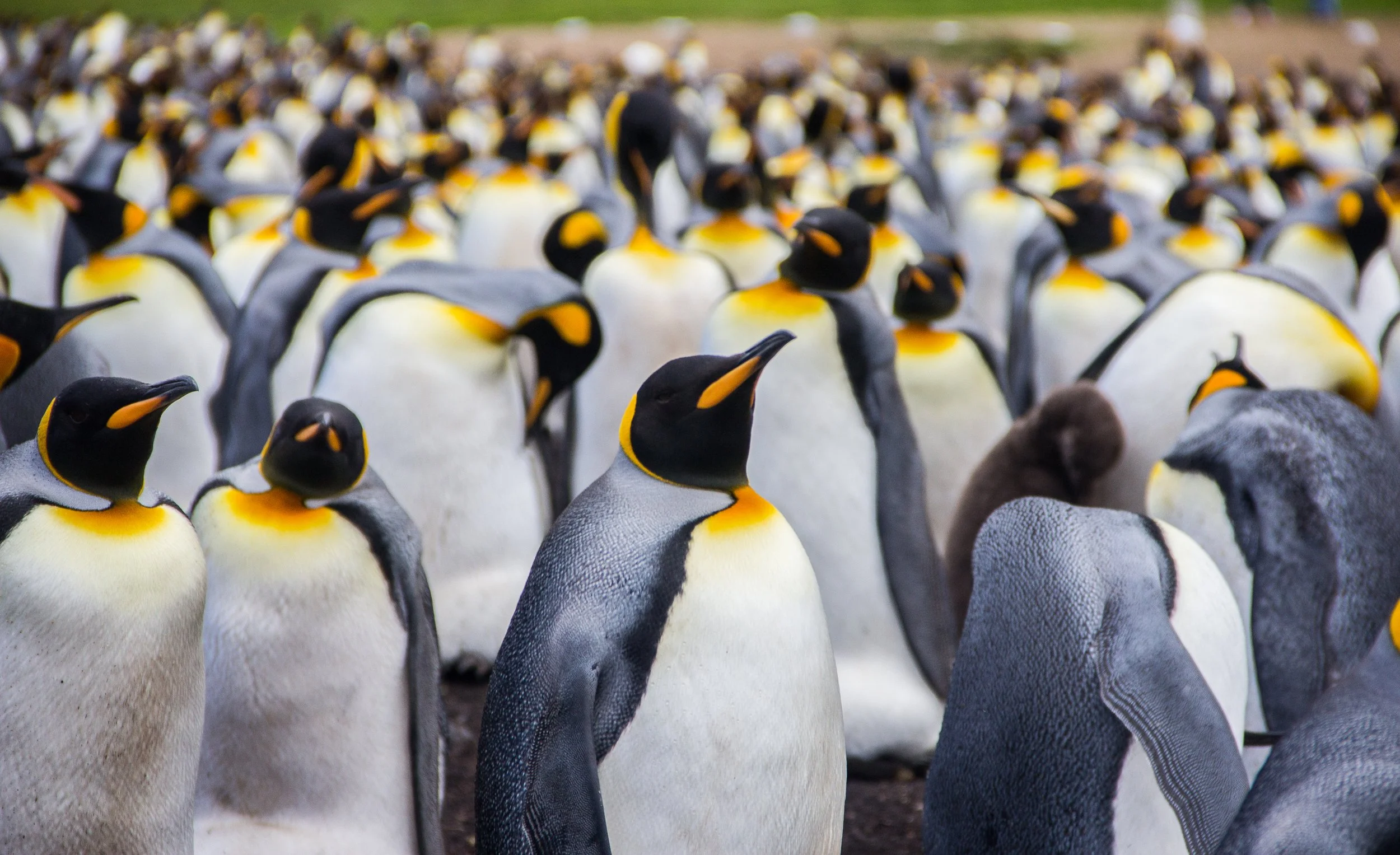 Stanley_Volunteer Point_-184.jpg