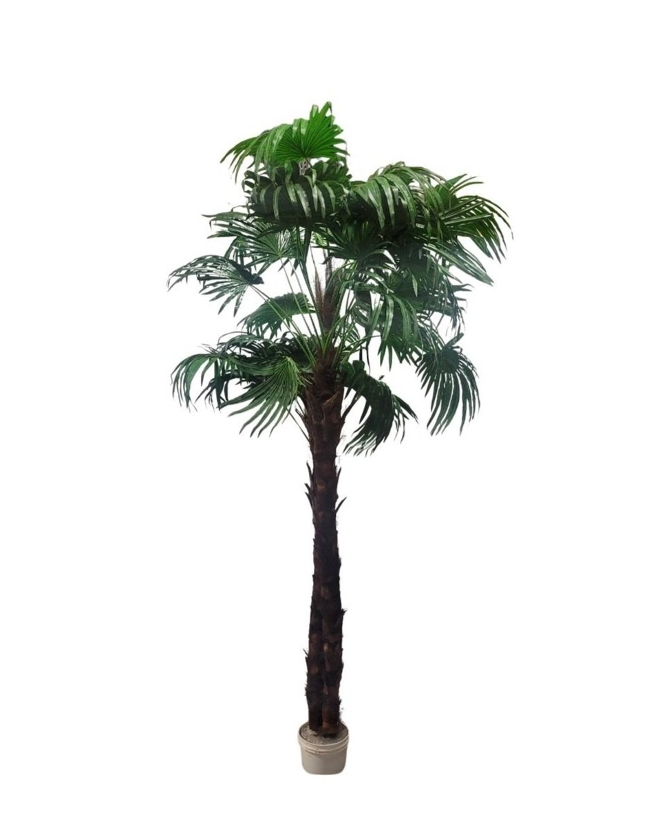 Palmetto%2B%25281%2529.jpg