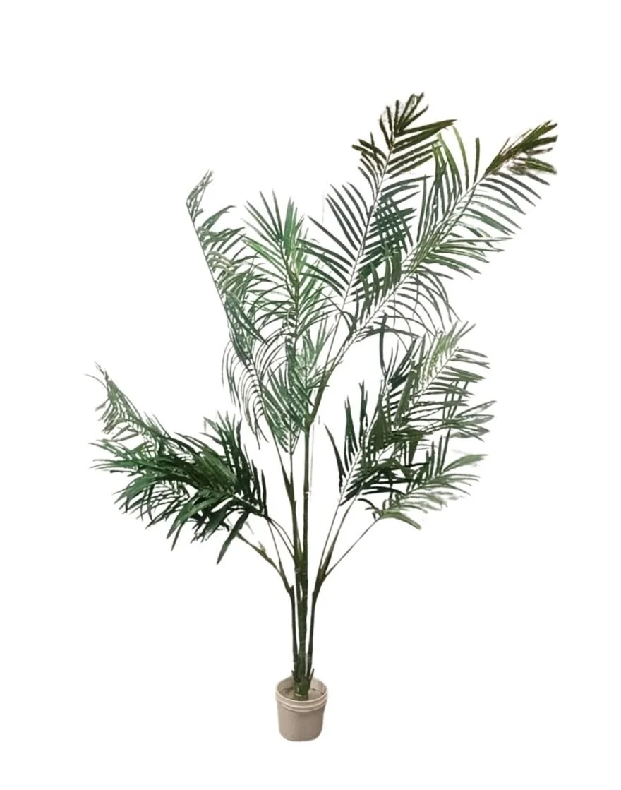8Arecca.jpg