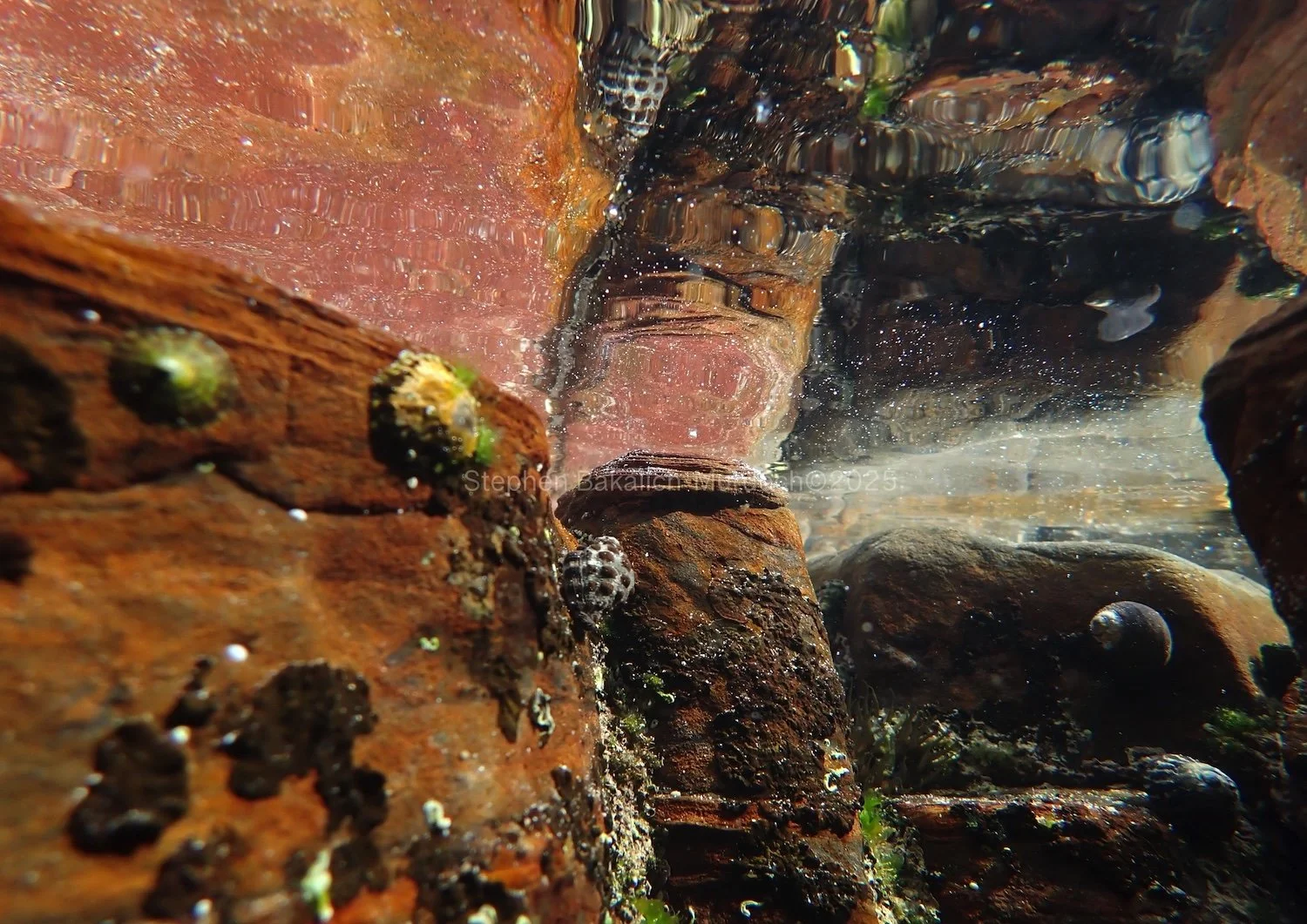 Habitat.jpg