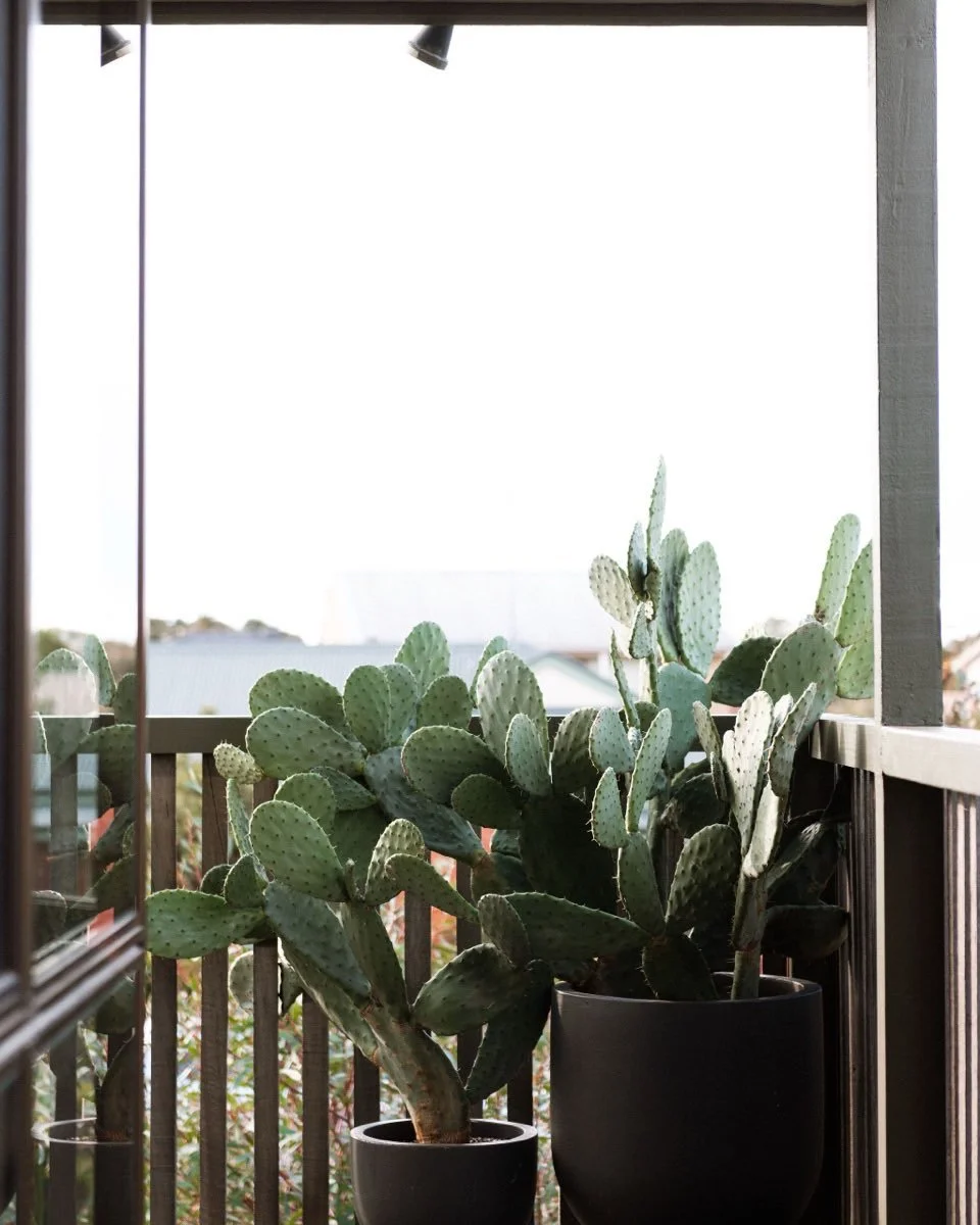 Some of you have been here for up to ten years. The lovers of the cactus + plant nursery I used to run ~ the now defunct Arizona Living ~ will recognise that part of me. 
The layers upon layers of striking and resilient plants at @la_casa_cubo 
The w
