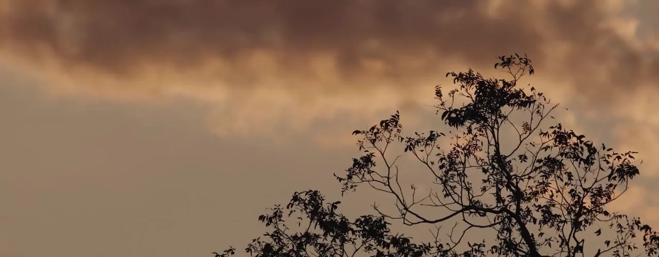 Oak branches silhouetted against a dusk sky at Camp Lucy