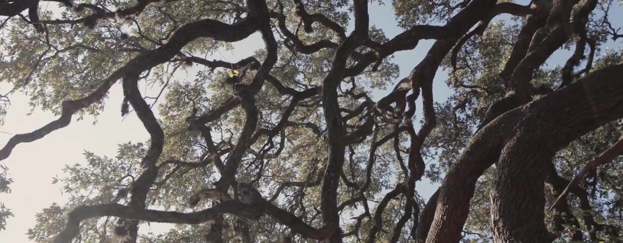 Looking up into gnarled live oak branches against a bright sky at Sacred Oaks