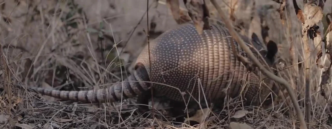 Nine-banded armadillo foraging in dry Texas grass at Camp Lucy