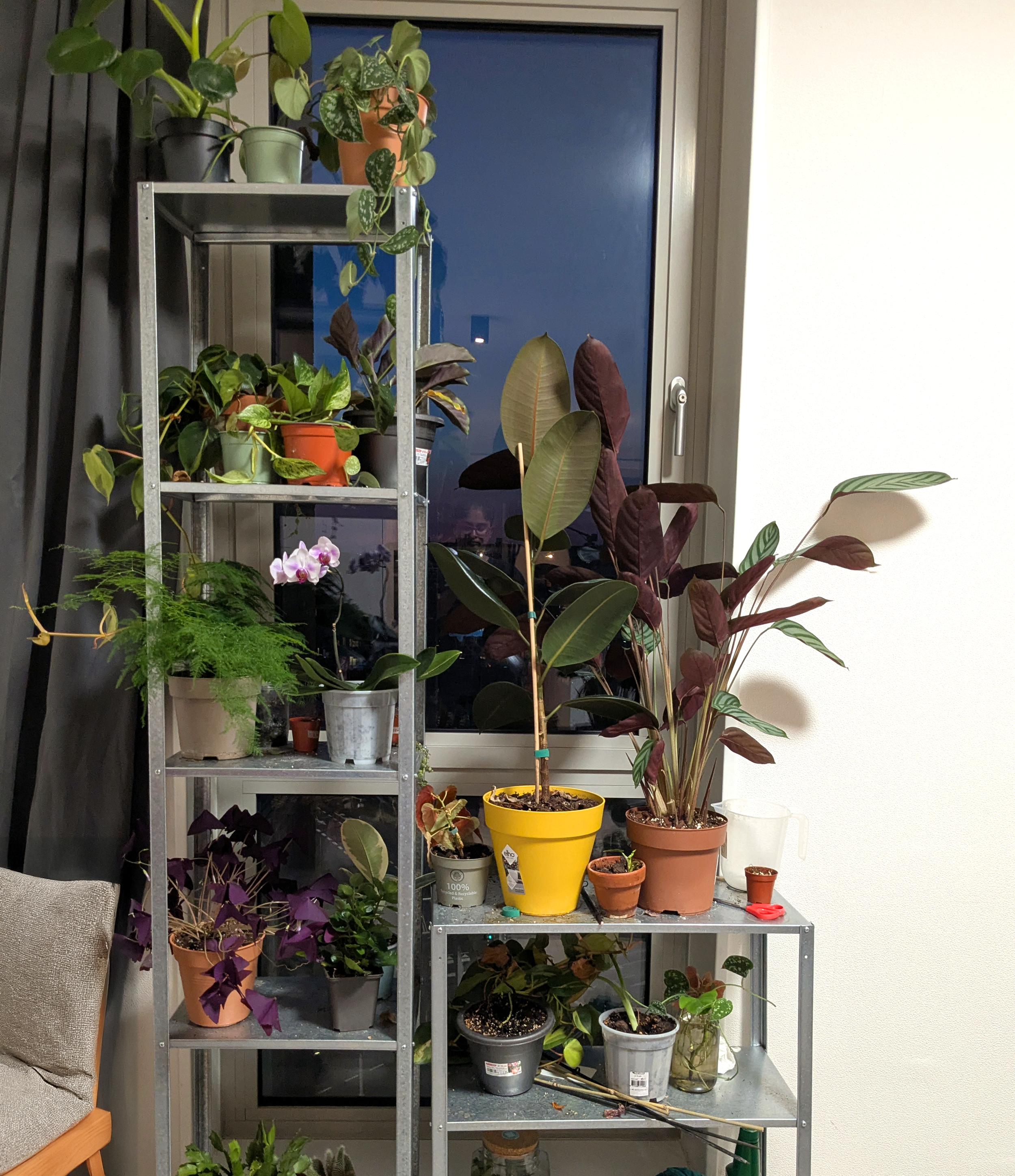 Indoor plant shelf with various potted plants next to a window, including orchids, rubber plants, and other greenery.