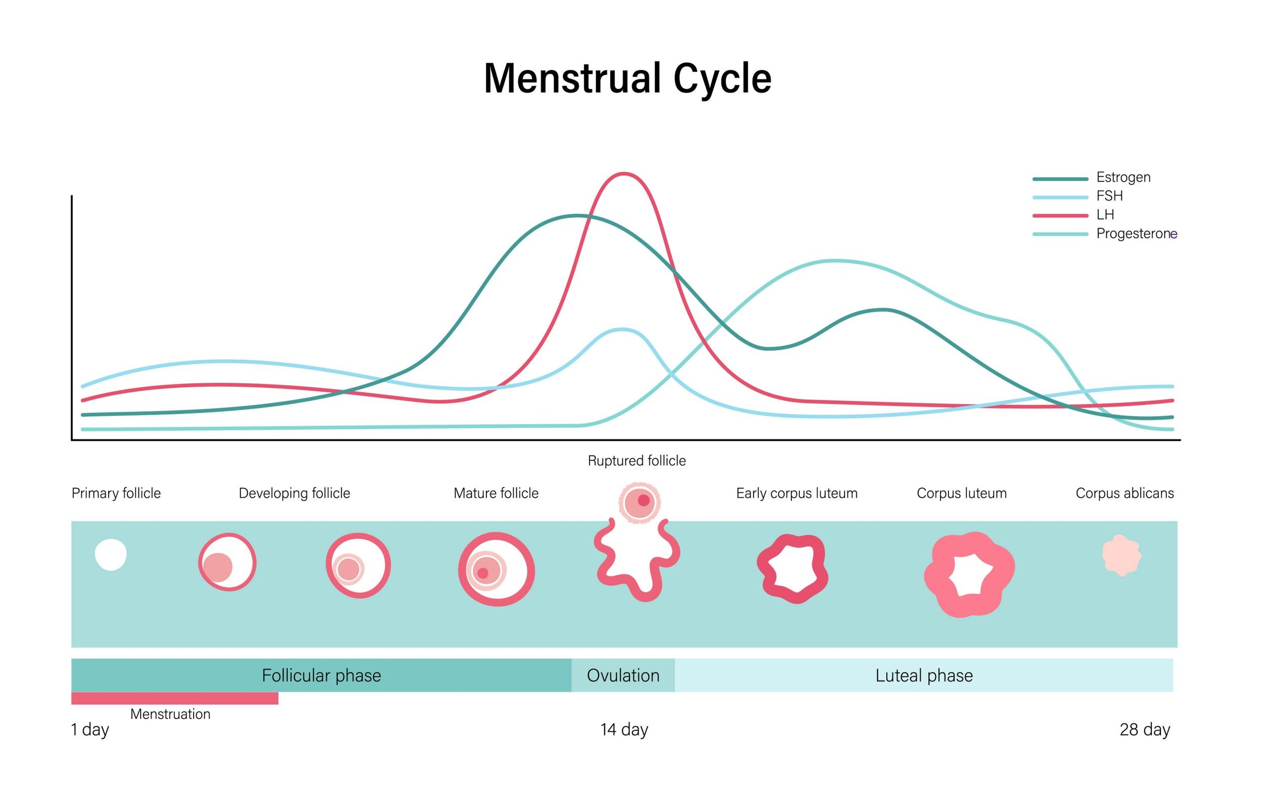 Graph showing menstrual cycle hormones