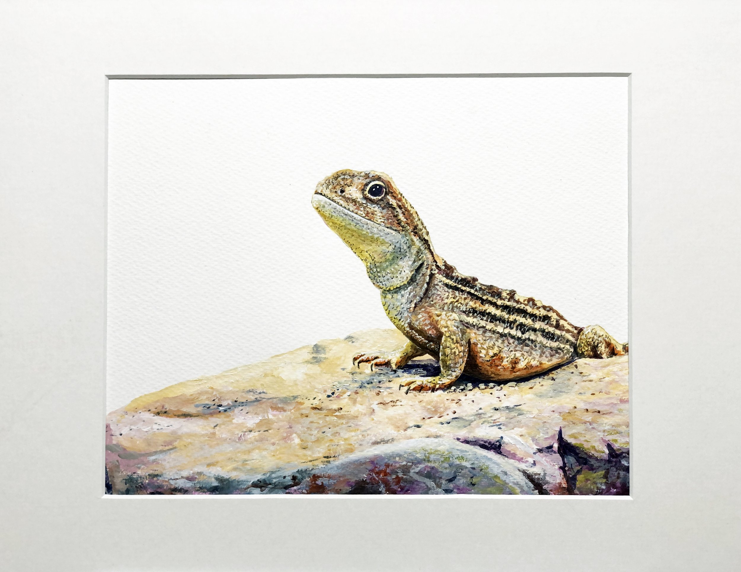 New Day, New Hope (endangered grassland earless dragon)
Amaria Stark.
Acrylic ink and pen on A4 paper, 2023
Commissioned work