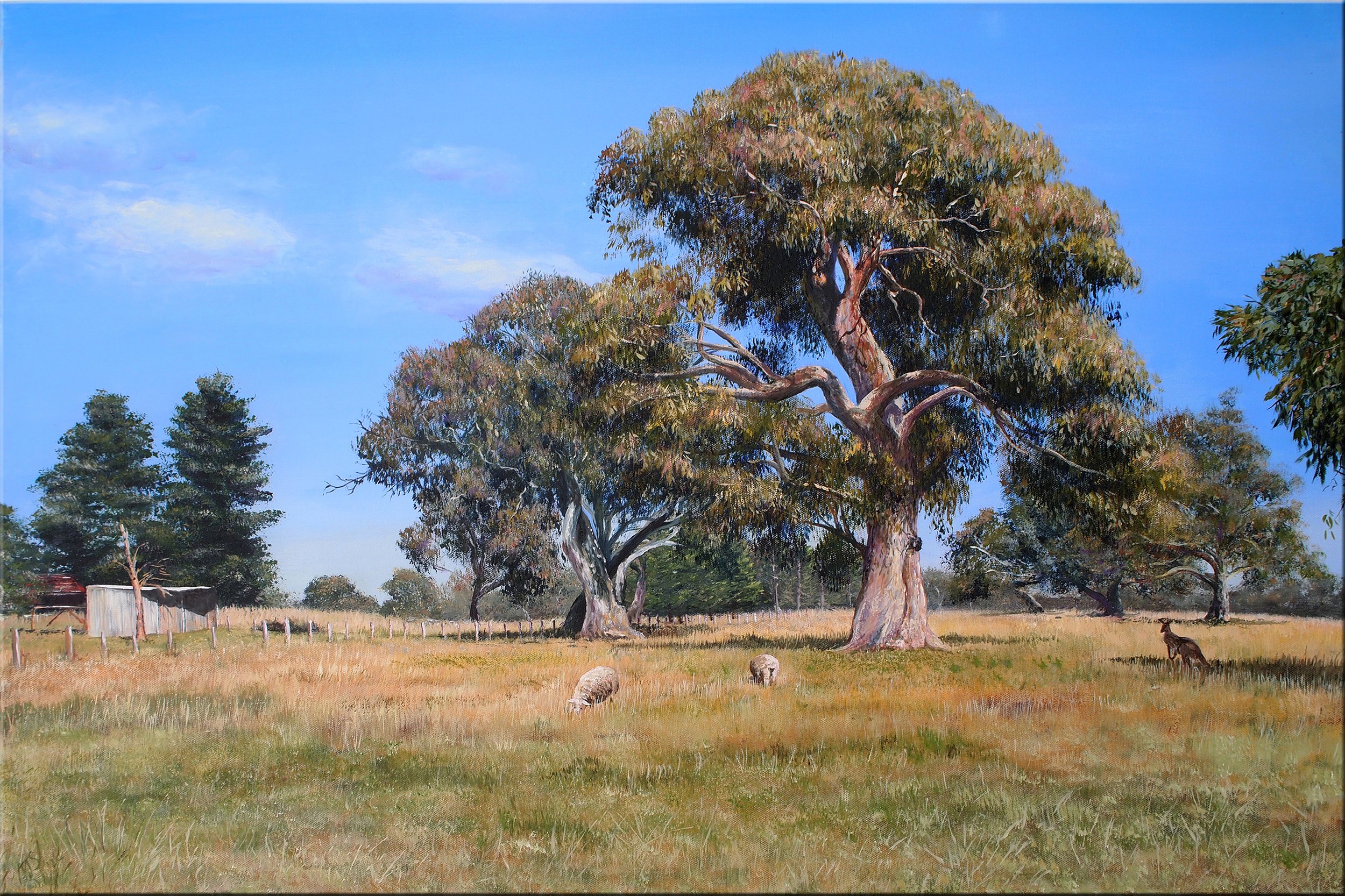 Pastoral scene with sheep and a kangaroo grazing in a field, surrounded by tall eucalyptus trees under a clear blue sky.