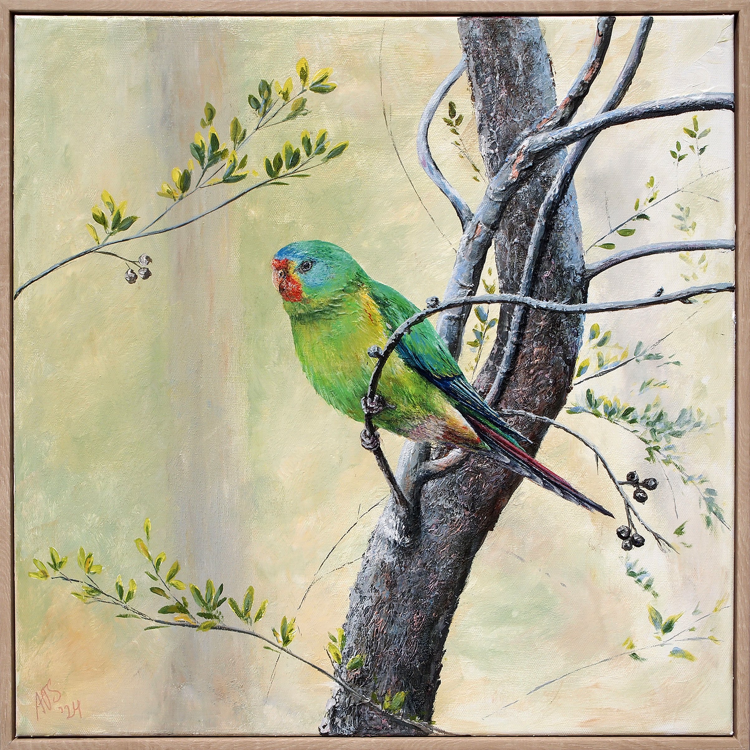 Swift Parrot
Amaria Stark.
Acrylic on canvas, 2024.
40.5cm x 40.5cm