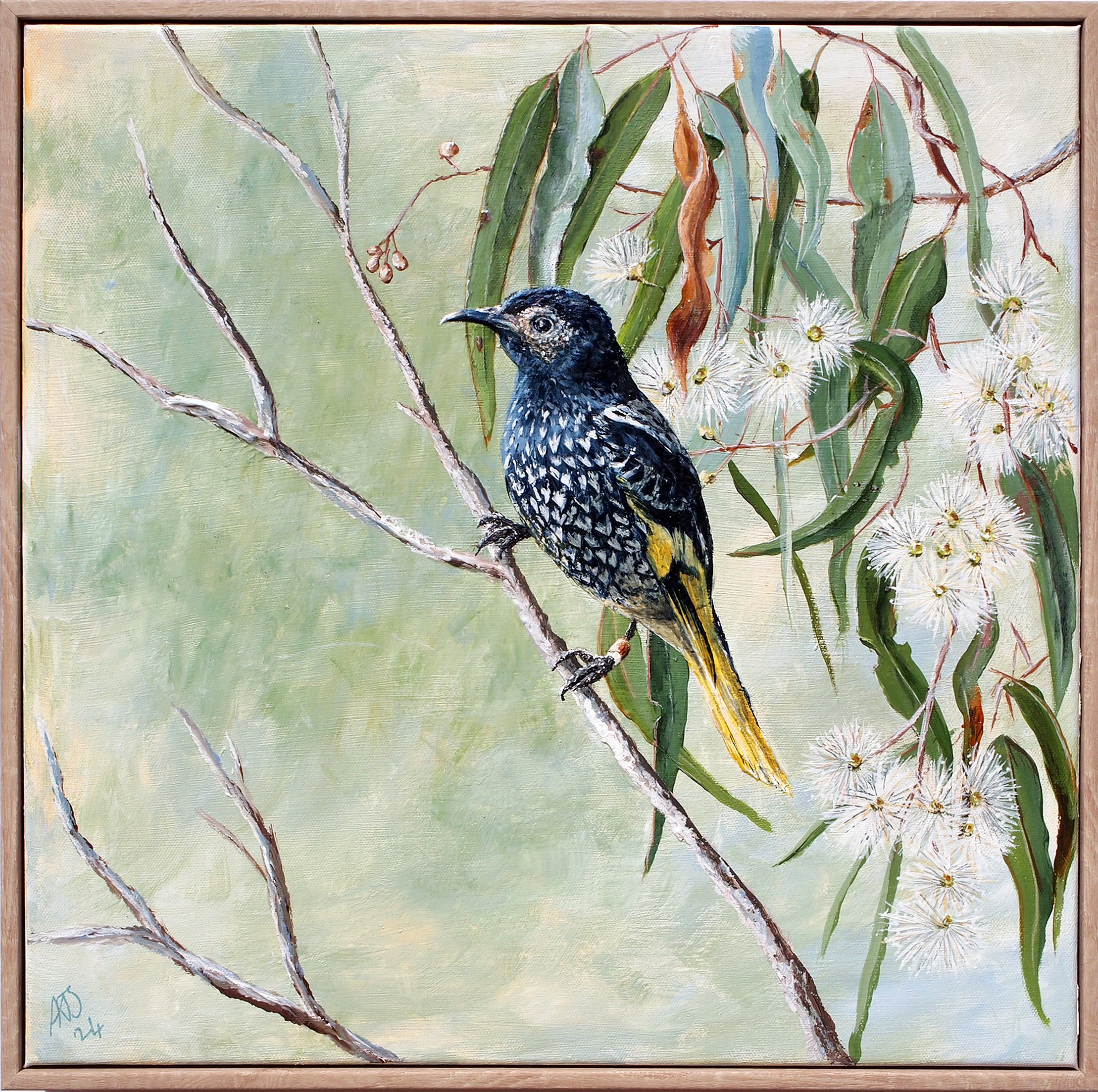 Listening for his Song (Regent honeyeater,
Amaria Stark.
Acrylic on canvas, 2024.
40.5cm x 40.5cm