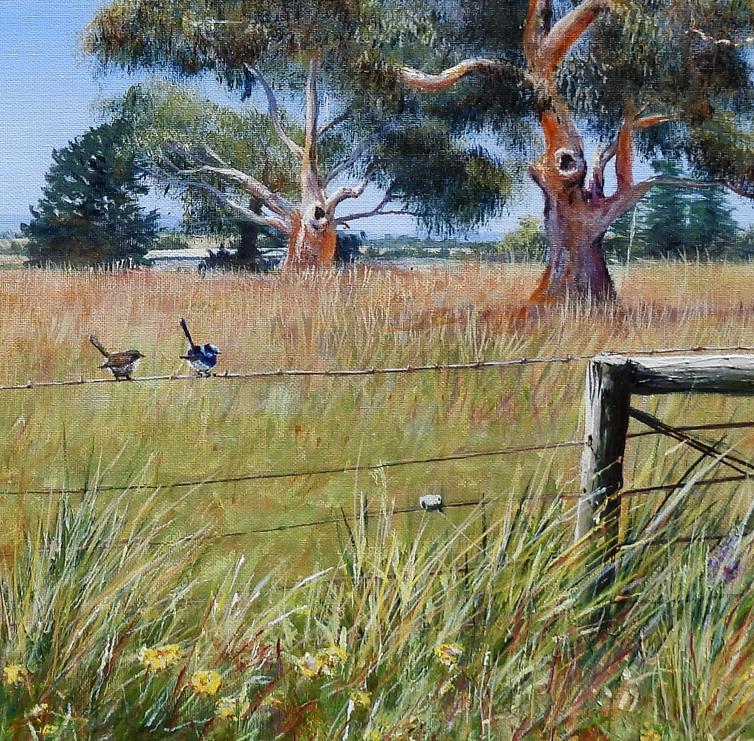 Remnant Redgums Amaria Stark 2025 (2).png
