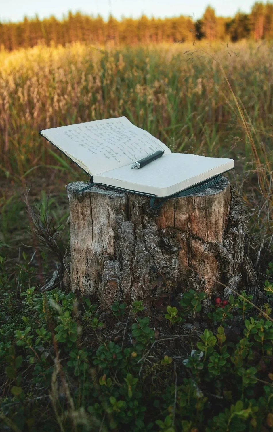 An open notebook with handwritten notes and a pen resting on a tree stump in a grassy field during sunset.